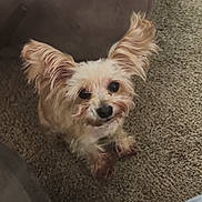 Bailey joined the competition — help win amazing prizes! big_ears, black_nose, brown_carpet, carpet, closeup, companion, couch, cozy, curious, dark_eyes, dog, fluffy_ears, home, indoor, light_fur, looking_up, paws, pet, sitting, small_dog