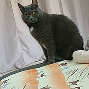 Plume a rejoint le concours — aidez-le/la à gagner de superbes lots ! cat, gray_cat, animal, pet, indoor, curtains, fabric, pattern, camel_pattern, sitting, fur, whiskers, ears, eyes, face, domestic_cat, feline, home, quiet, still