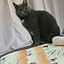 cat, gray_cat, animal, pet, indoor, curtains, fabric, pattern, camel_pattern, sitting, fur, whiskers, ears, eyes, face, domestic_cat, feline, home, quiet, still