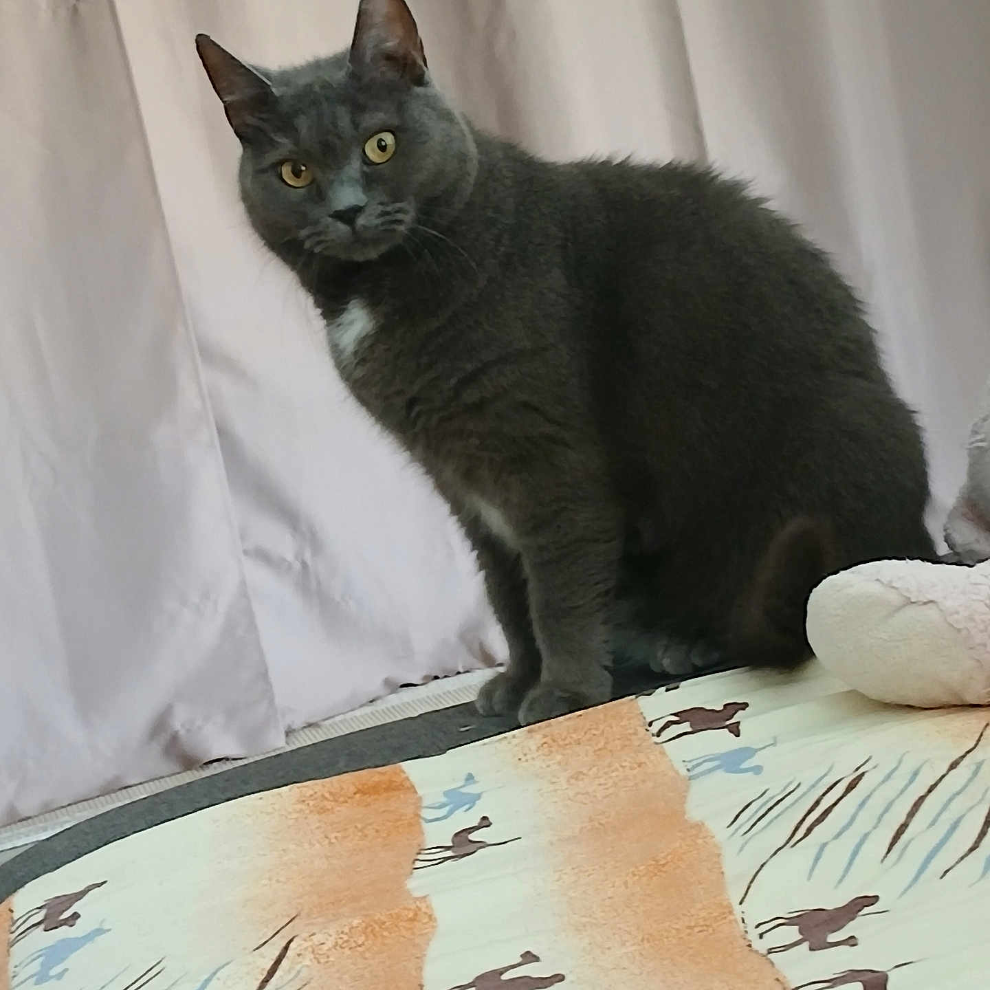 Plume a rejoint le concours — aidez-le/la à gagner de superbes lots ! animal, camel_pattern, cat, curtains, domestic_cat, ears, eyes, fabric, face, feline, fur, gray_cat, home, indoor, pattern, pet, quiet, sitting, still, whiskers