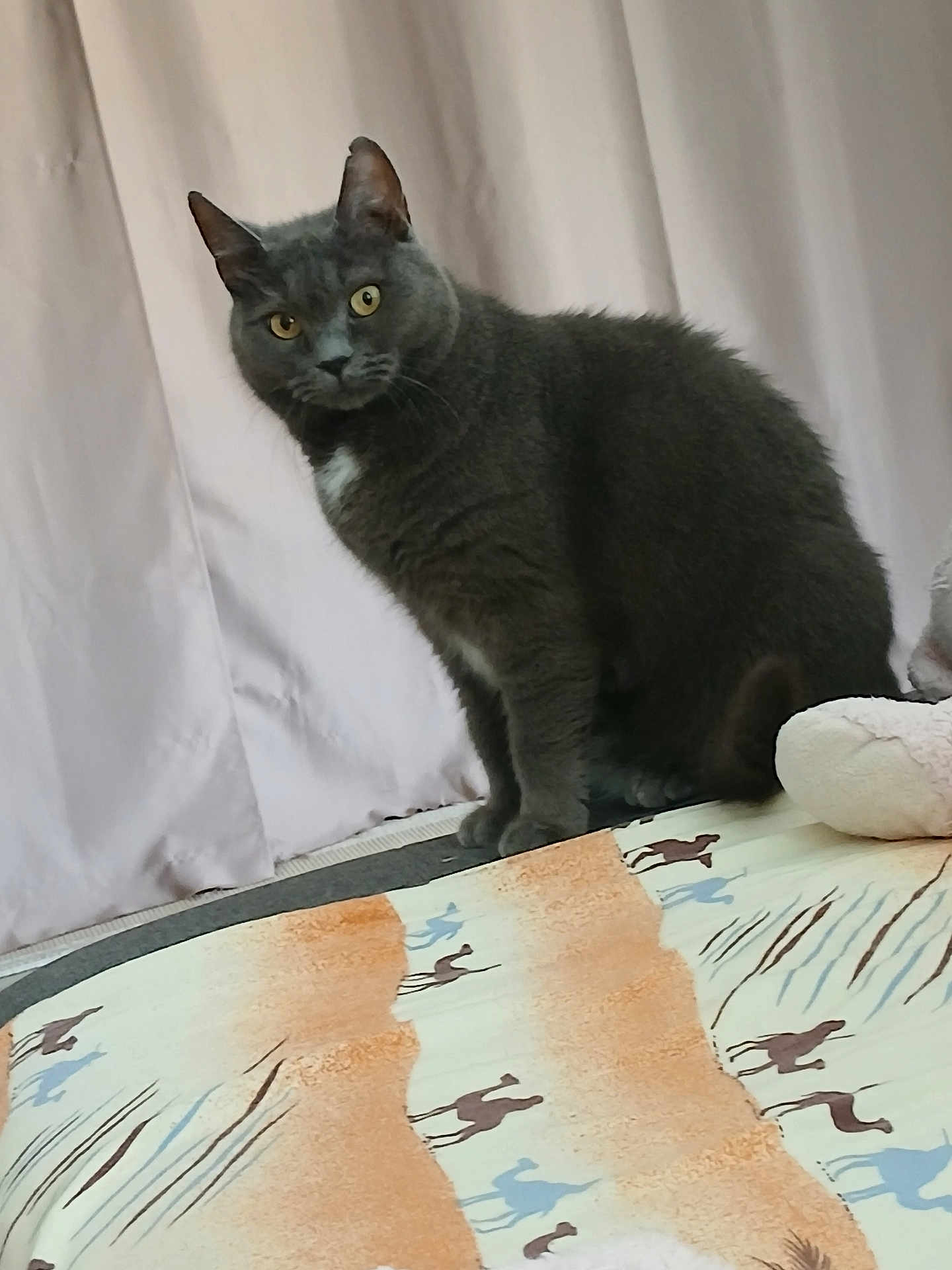 Plume a rejoint le concours — aidez-le/la à gagner de superbes lots ! cat, gray_cat, animal, pet, indoor, curtains, fabric, pattern, camel_pattern, sitting, fur, whiskers, ears, eyes, face, domestic_cat, feline, home, quiet, still