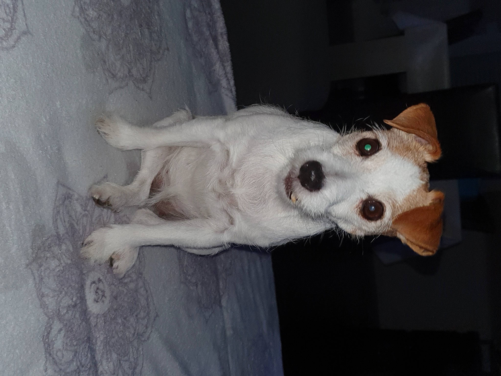 Frimousse a rejoint le concours — aidez-le/la à gagner de superbes lots ! canidae, carnivore, collar, companion_dog, dog, dog_breed, door, fawn, fur, jaw, non_sporting_group, paw, snout, sporting_group, tail, whiskers, working_animal