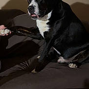 Droopy joined the competition — help win amazing prizes! animal, black_and_white, companion, couch, cute, dog, domestic, expression, friendly, fur, hand, indoor, interaction, looking, paw, pet, shadow, sitting, table, wall