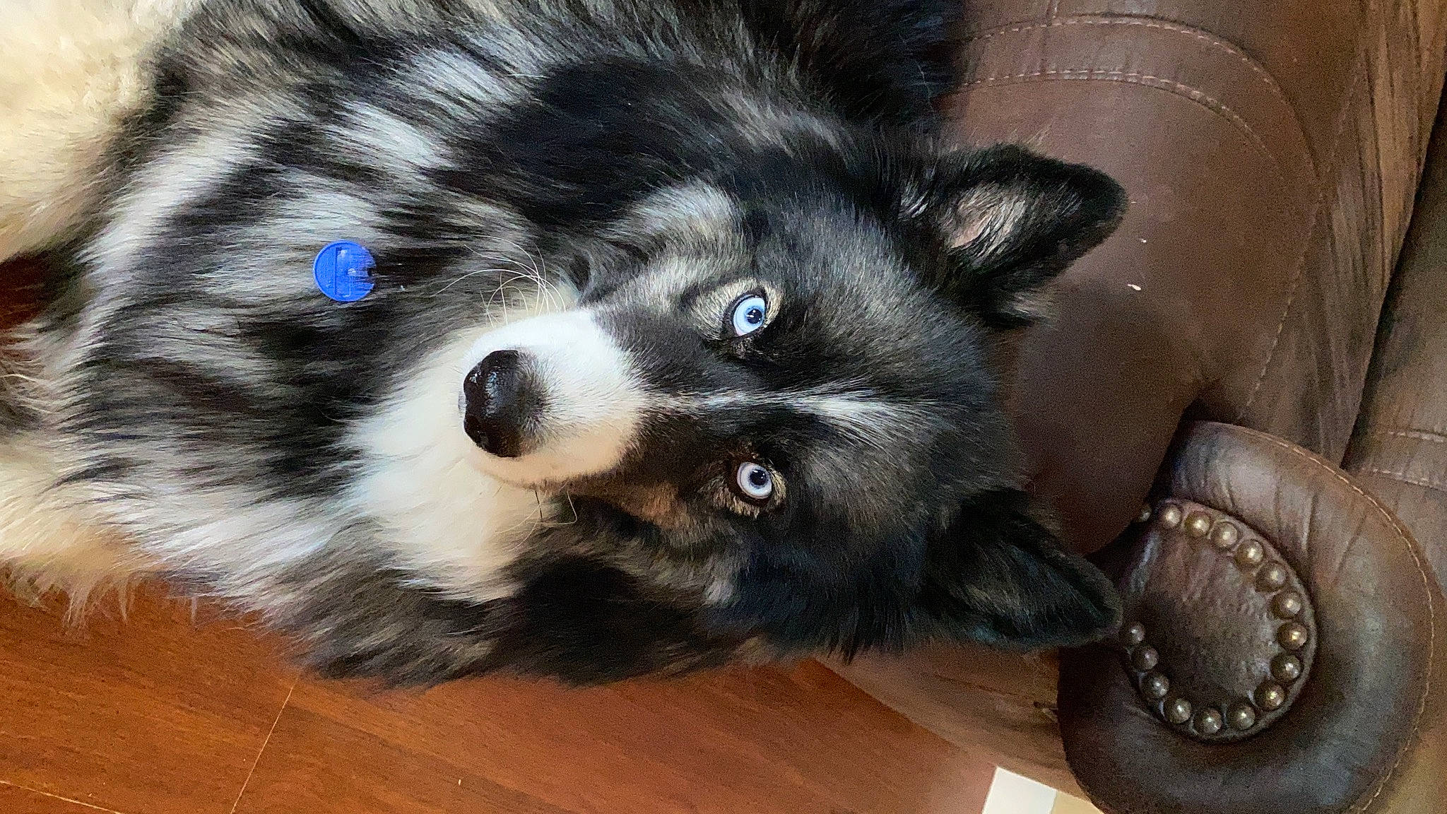 Leia is registered to the contest to win money with this photo: ancient_dog_breeds, canidae, canis, carnivore, companion_dog, dog, dog_breed, electric_blue, fur, german_spitz, hardwood, mammal, snout, sporting_group, terrestrial_animal, whiskers, wildlife, wood, working_animal, working_dog