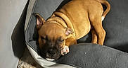 Oxo participe au concours pour gagner de l'argent avec cette photo : animal, bowl, brown, canine, cozy, cute, dog, dog_bed, dog_food, floor, gray, home, indoor, kibble, peaceful, pet, puppy, resting, sleeping, young_dog