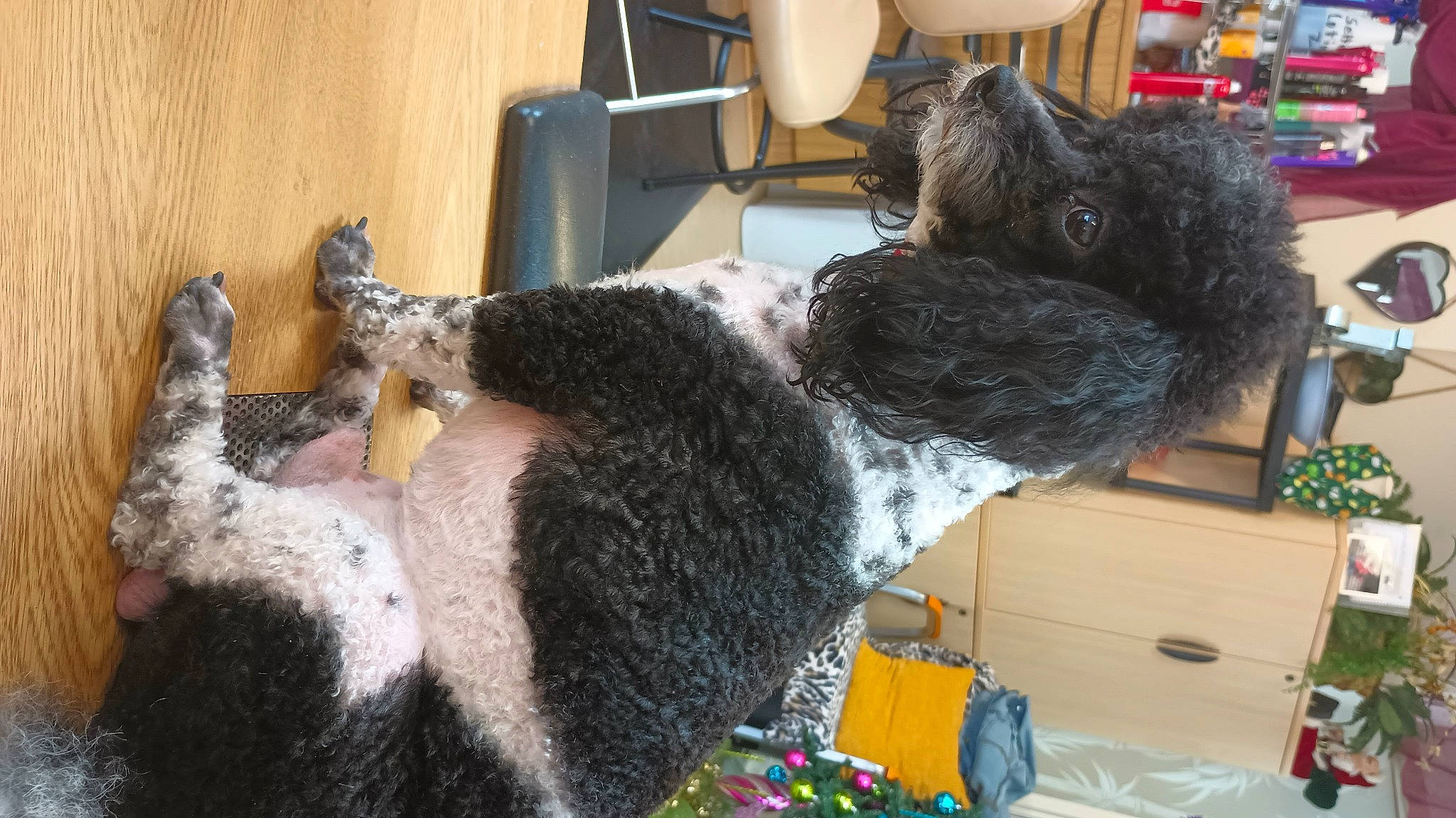 Boogie joined the competition — help win amazing prizes! bookcase, canidae, carnivore, chair, collar, companion_dog, dog, dog_breed, dog_collar, fur, non_sporting_group, room, shelf, shelving, sporting_group, tail, water_dog, wool, working_animal