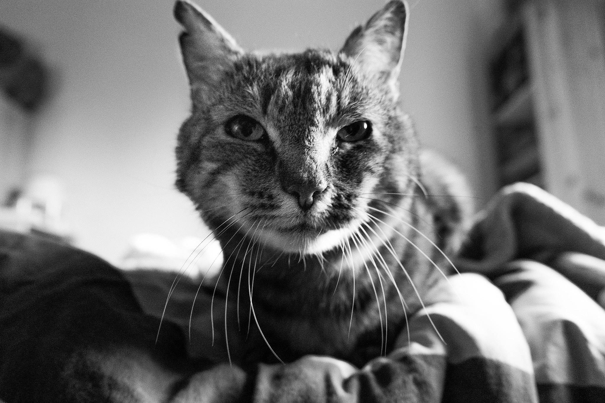 Tommy a rejoint le concours — aidez-le/la à gagner de superbes lots ! black, black_and_white, carnivore, cat, close_up, domestic_short_haired_cat, ear, felidae, fur, grey, monochrome, monochrome_photography, small_to_medium_sized_cats, snapshot, snout, stock_photography, style, whiskers, white, wildlife