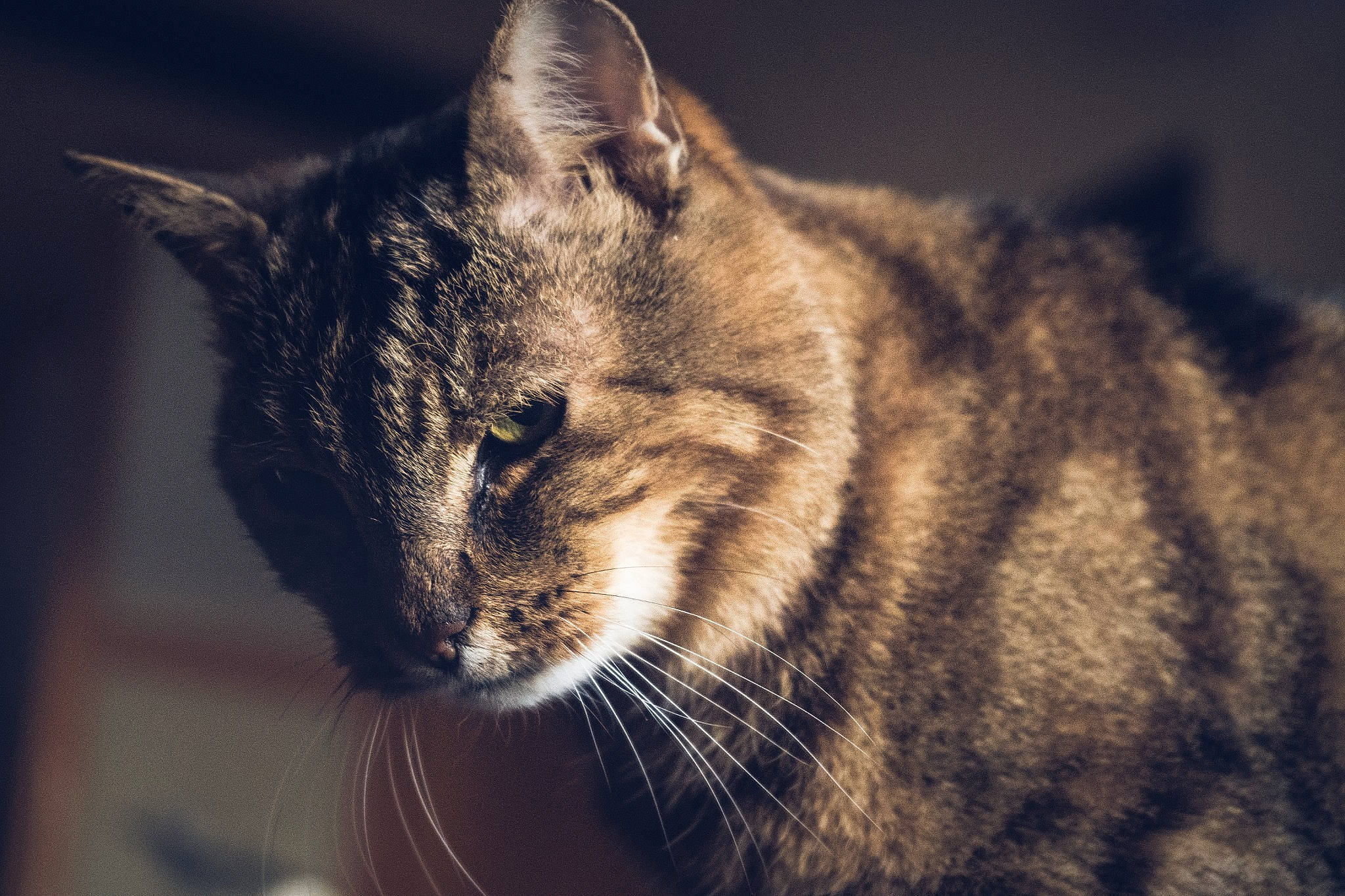 Tommy a rejoint le concours — aidez-le/la à gagner de superbes lots ! carnivore, cat, close_up, darkness, domestic_short_haired_cat, eye, felidae, fur, grey, macro_photography, night, sky, small_to_medium_sized_cats, snout, terrestrial_animal, tree, whiskers, wildlife, window