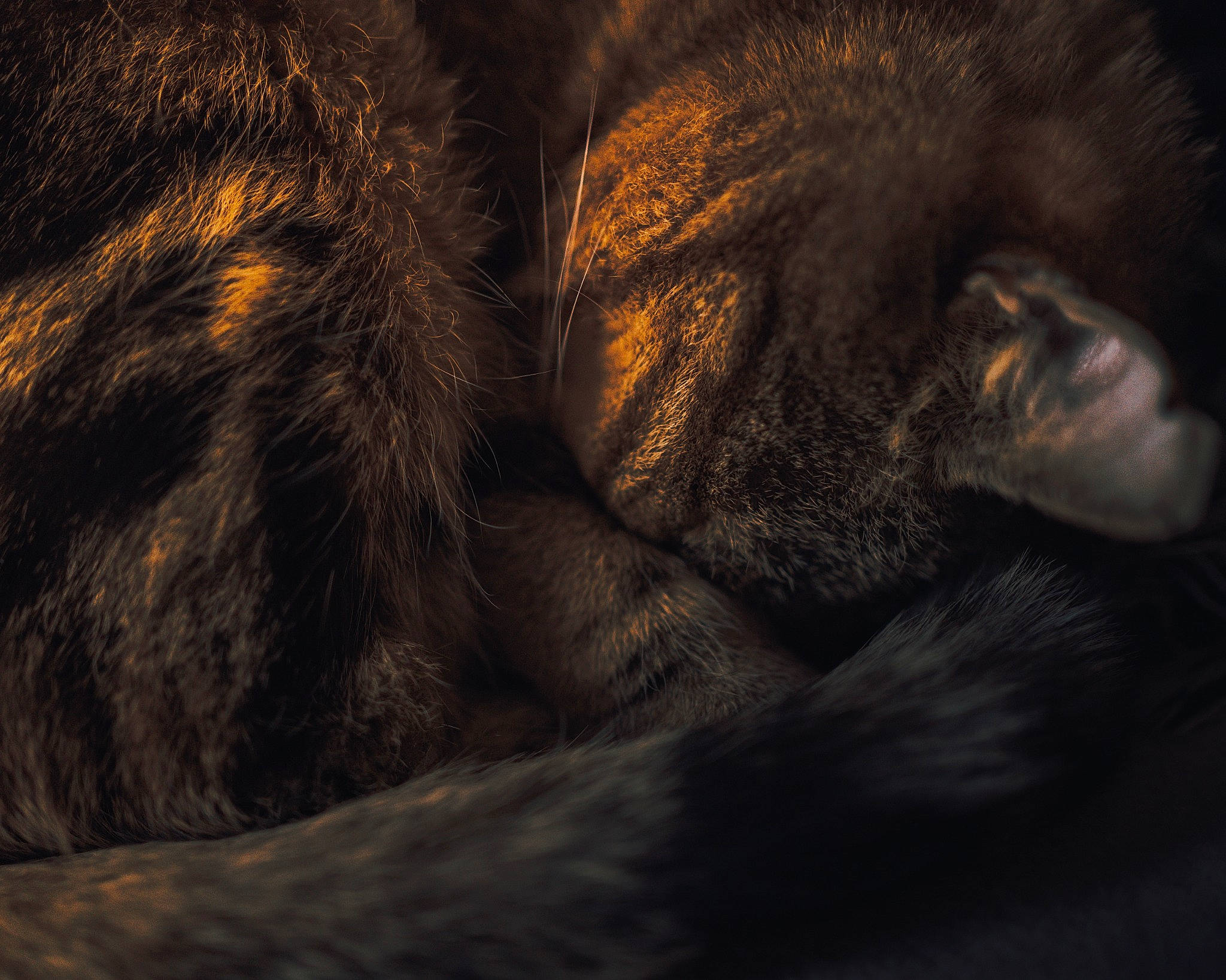 Tommy a rejoint le concours — aidez-le/la à gagner de superbes lots ! brown, carnivore, cat, claw, darkness, electric_blue, felidae, fur, grey, primate, small_to_medium_sized_cats, terrestrial_animal, whiskers, wood