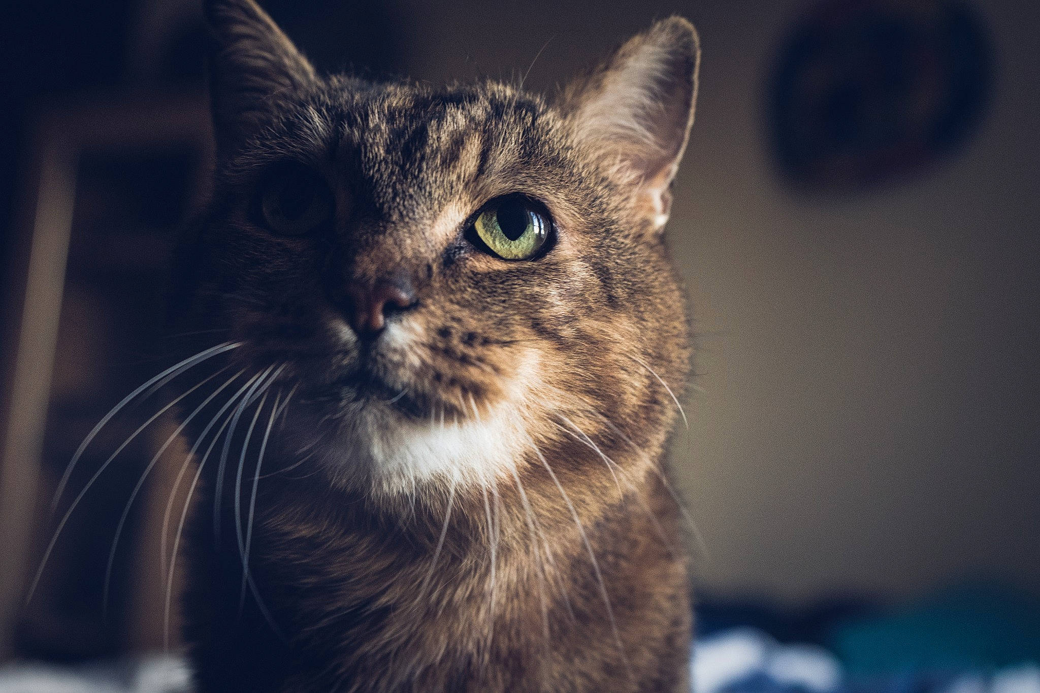 Tommy participe au concours pour gagner de l'argent avec cette photo : carnivore, cat, close_up, darkness, domestic_short_haired_cat, felidae, fur, macro_photography, small_to_medium_sized_cats, terrestrial_animal, whiskers, wildlife