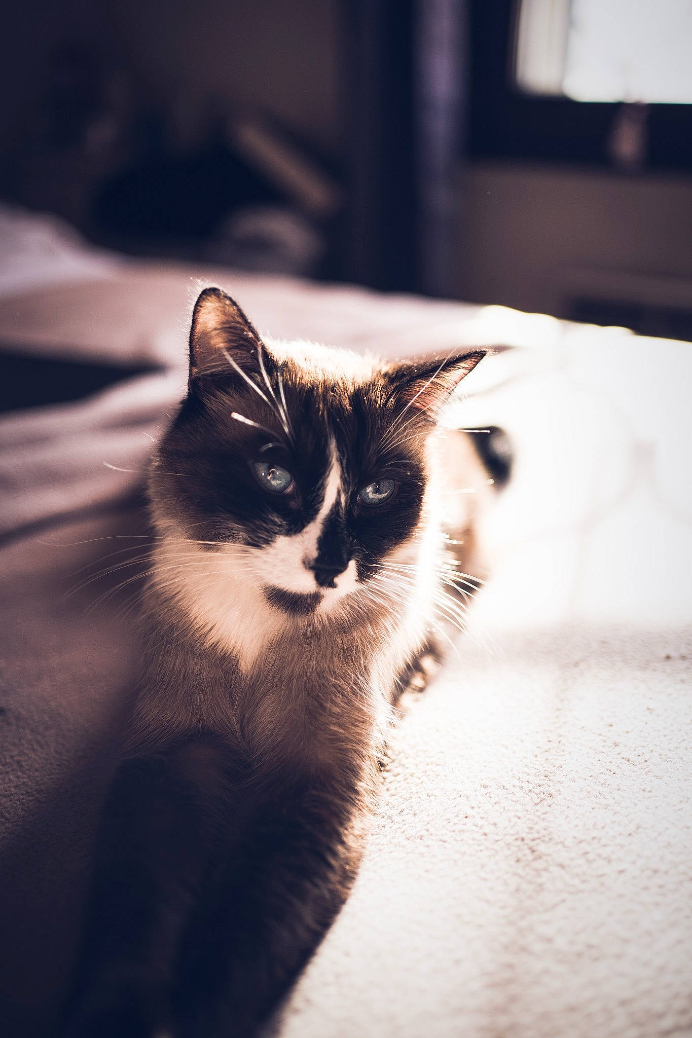 Honey a rejoint le concours — aidez-le/la à gagner de superbes lots ! carnivore, cat, close_up, darkness, domestic_short_haired_cat, felidae, fur, grey, monochrome, monochrome_photography, paw, plant, shadow, small_to_medium_sized_cats, tail, tints_and_shades, tree, whiskers, window, wood