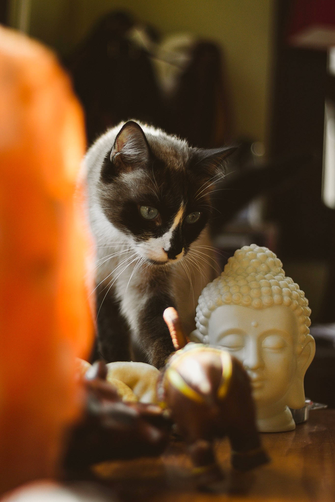 Honey a rejoint le concours — aidez-le/la à gagner de superbes lots ! artifact, carnivore, cat, cat_supply, close_up, comfort, domestic_short_haired_cat, felidae, fur, metal, porcelain, room, sculpture, serveware, small_to_medium_sized_cats, still_life_photography, toy, whiskers, wood