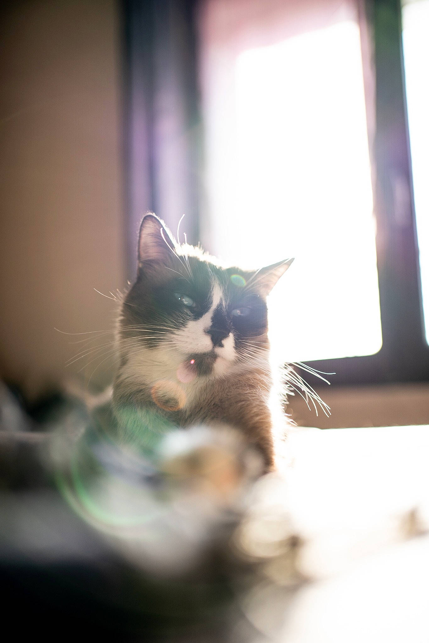 Honey a rejoint le concours — aidez-le/la à gagner de superbes lots ! carnivore, cat, domestic_short_haired_cat, eye, felidae, fur, grass, monochrome, monochrome_photography, room, sky, small_to_medium_sized_cats, snout, tail, tints_and_shades, whiskers, window, wood