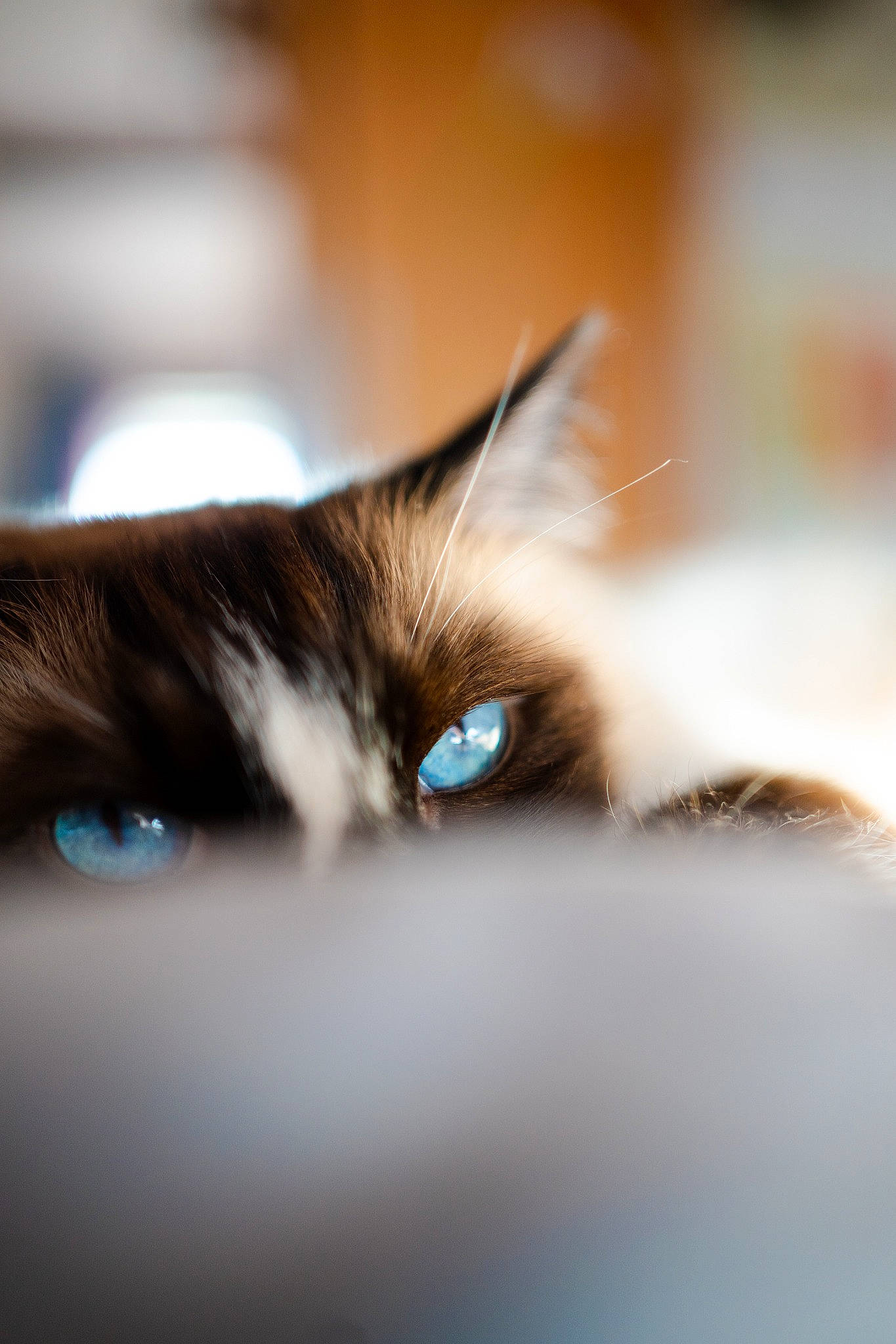 Honey participe au concours pour gagner de l'argent avec cette photo : carnivore, cat, darkness, domestic_short_haired_cat, eyelash, felidae, fur, iris, macro_photography, sky, small_to_medium_sized_cats, snout, water, whiskers, wildlife, wood