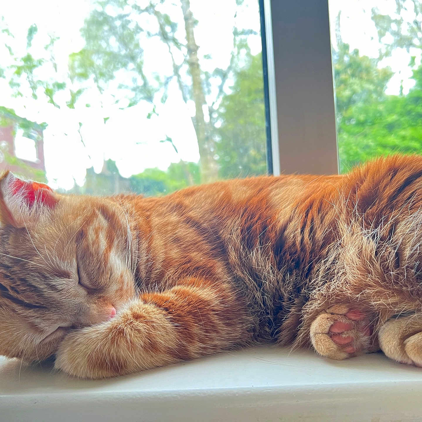 Simmer is registered to the contest to win money with this photo: animal, cat, close_up, cozy, cute, domestic_cat, fur, greenery, indoor, natural_light, orange_tabby, paw, peaceful, pet, relaxation, resting, sleeping, whiskers, window, windowsill
