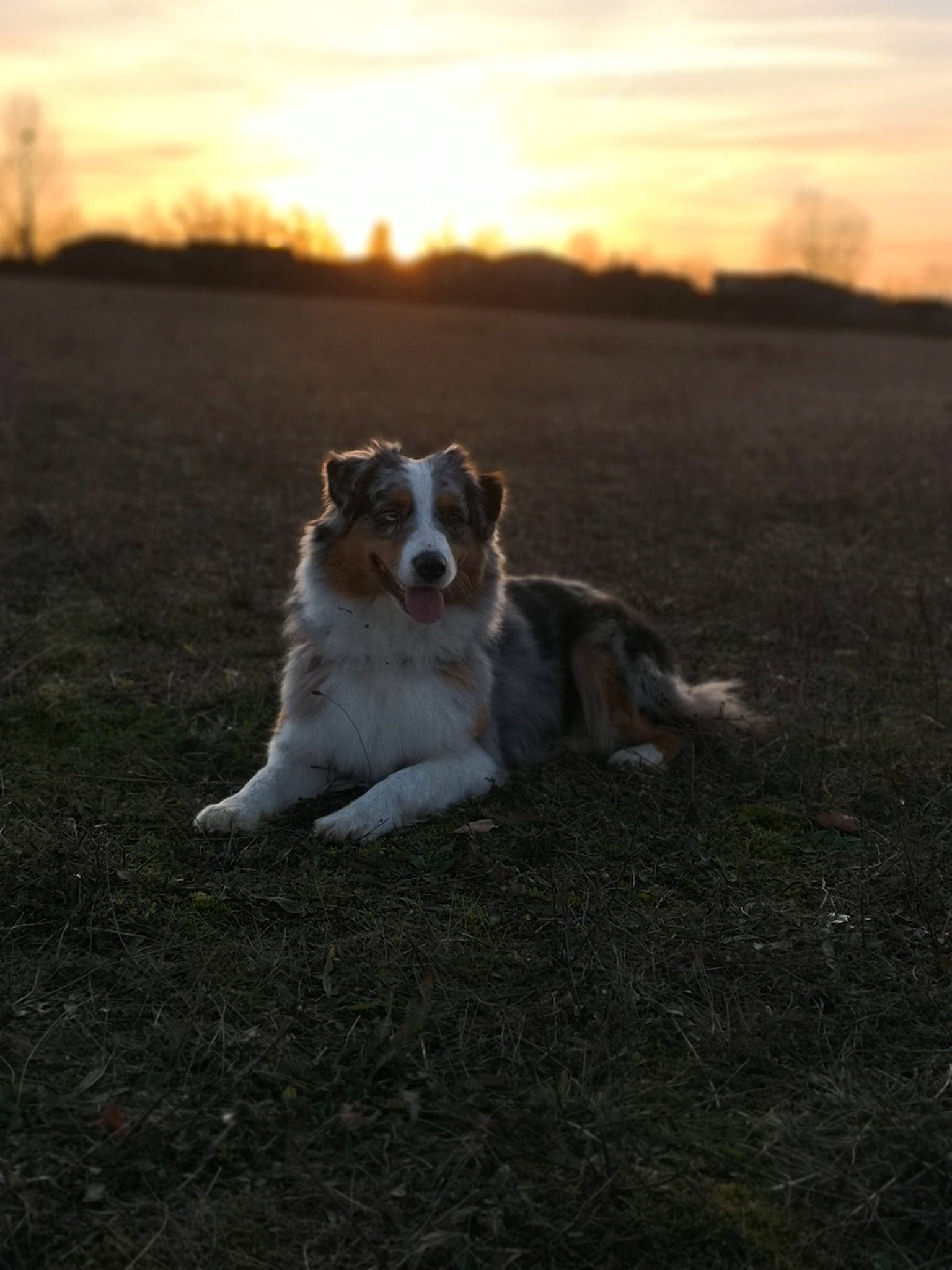 Laska a rejoint le concours — aidez-le/la à gagner de superbes lots ! ball, carnivore, cloud, companion_dog, dog, dog_breed, evening, fawn, grass, grassland, horizon, landscape, plant, sky, soil, sporting_group, sunlight, sunrise, sunset, tree