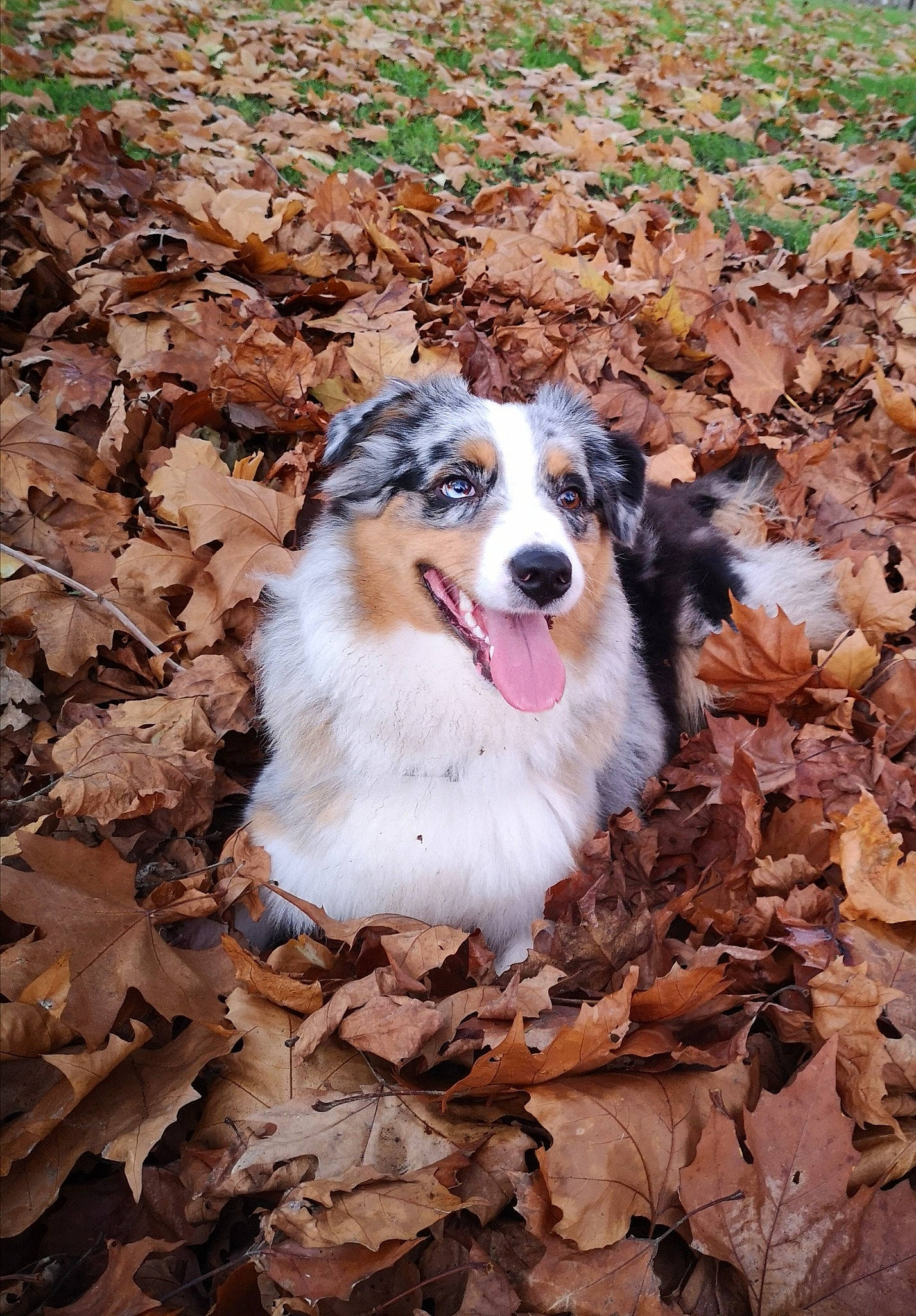 Laska participe au concours pour gagner de l'argent avec cette photo : canidae, carnivore, companion_dog, dog, dog_breed, fur, grass, herding_dog, plant, snout, soil, sporting_group, terrestrial_animal, tree, whiskers, wildlife, wood, working_dog