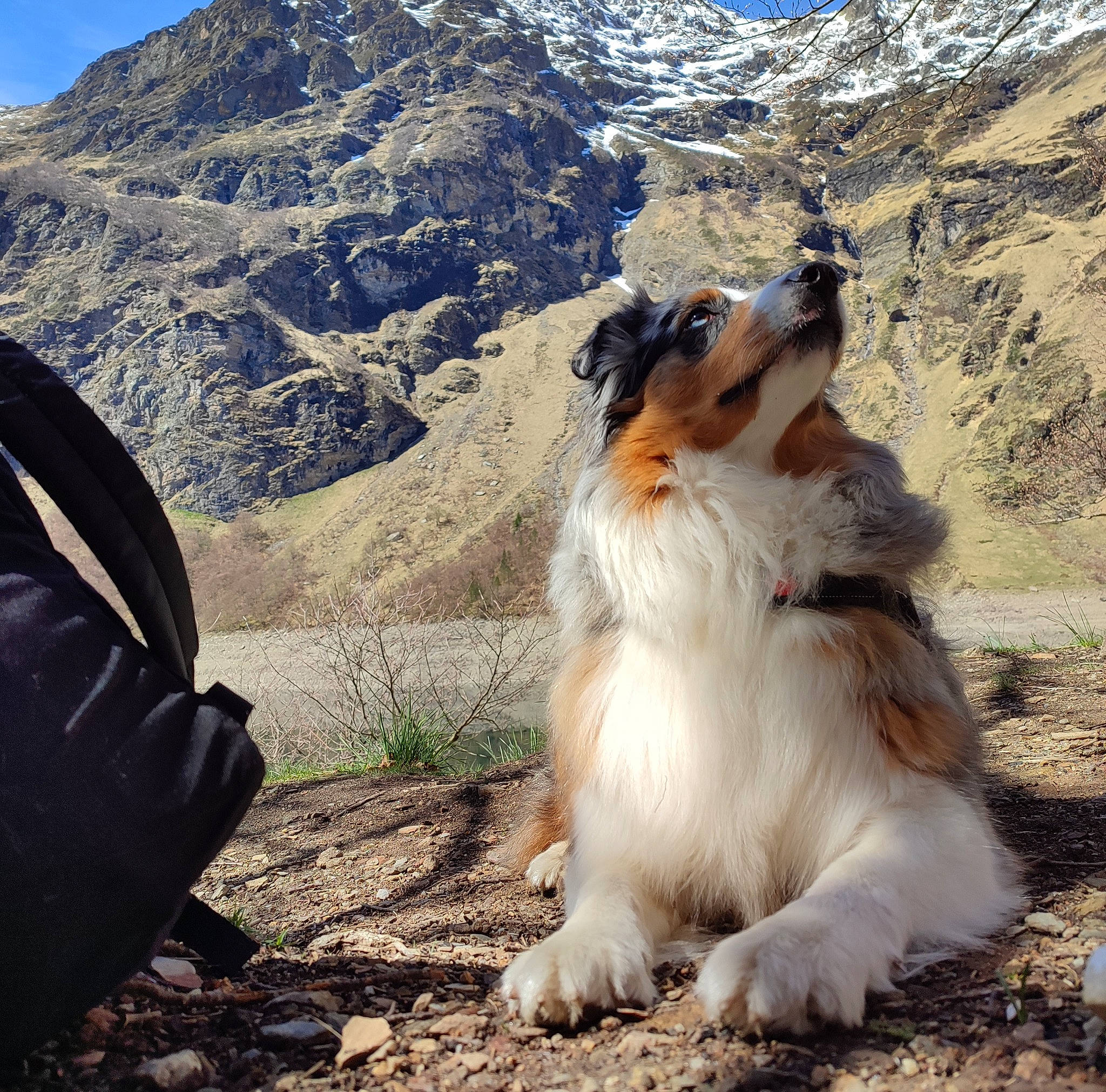 Laska a rejoint le concours — aidez-le/la à gagner de superbes lots ! canidae, carnivore, collie, companion_dog, dog, dog_breed, fawn, fur, hill, landscape, massif, mountain, mountain_range, mountainous_landforms, rock, shetland_sheepdog, sky, sporting_group, walking, whiskers