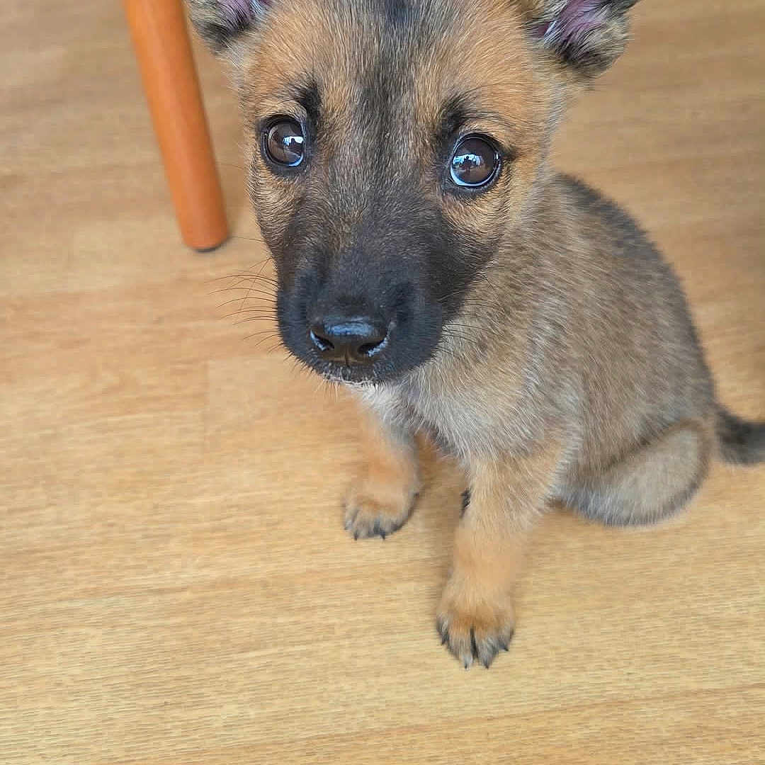 Dobby a rejoint le concours — aidez-le/la à gagner de superbes lots ! puppy, dog, pet, brown_fur, wooden_floor, indoor, cute, young_dog, animal, ears_up, flooring, chair_leg, looking_up, small, adorable, domestic_animal, sitting, fur_texture, eyes, nose