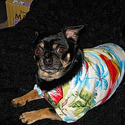 Macho is registered to the contest to win money with this photo: dog, small_dog, chihuahua, black_dog, colorful_shirt, tropical_shirt, pet, animal, lying_down, alert, furry, indoor, blanket, cute, looking_up, canine, domestic_animal, fur, paw, clothing
