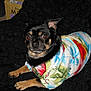 dog, small_dog, chihuahua, black_dog, colorful_shirt, tropical_shirt, pet, animal, lying_down, alert, furry, indoor, blanket, cute, looking_up, canine, domestic_animal, fur, paw, clothing