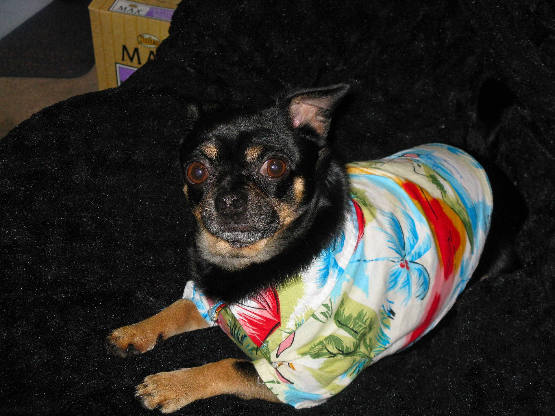 Macho is registered to the contest to win money with this photo: dog, small_dog, chihuahua, black_dog, colorful_shirt, tropical_shirt, pet, animal, lying_down, alert, furry, indoor, blanket, cute, looking_up, canine, domestic_animal, fur, paw, clothing
