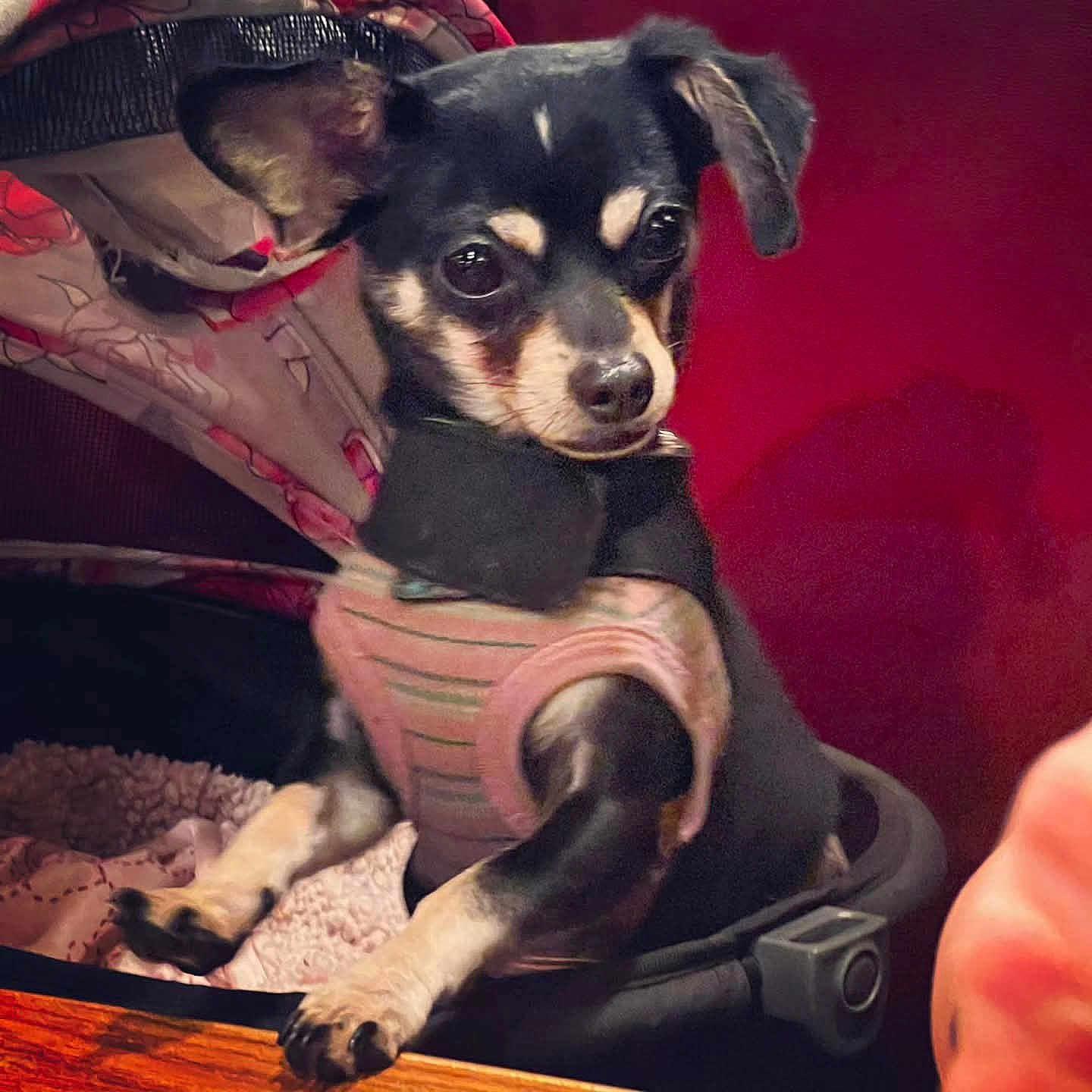 Gidget