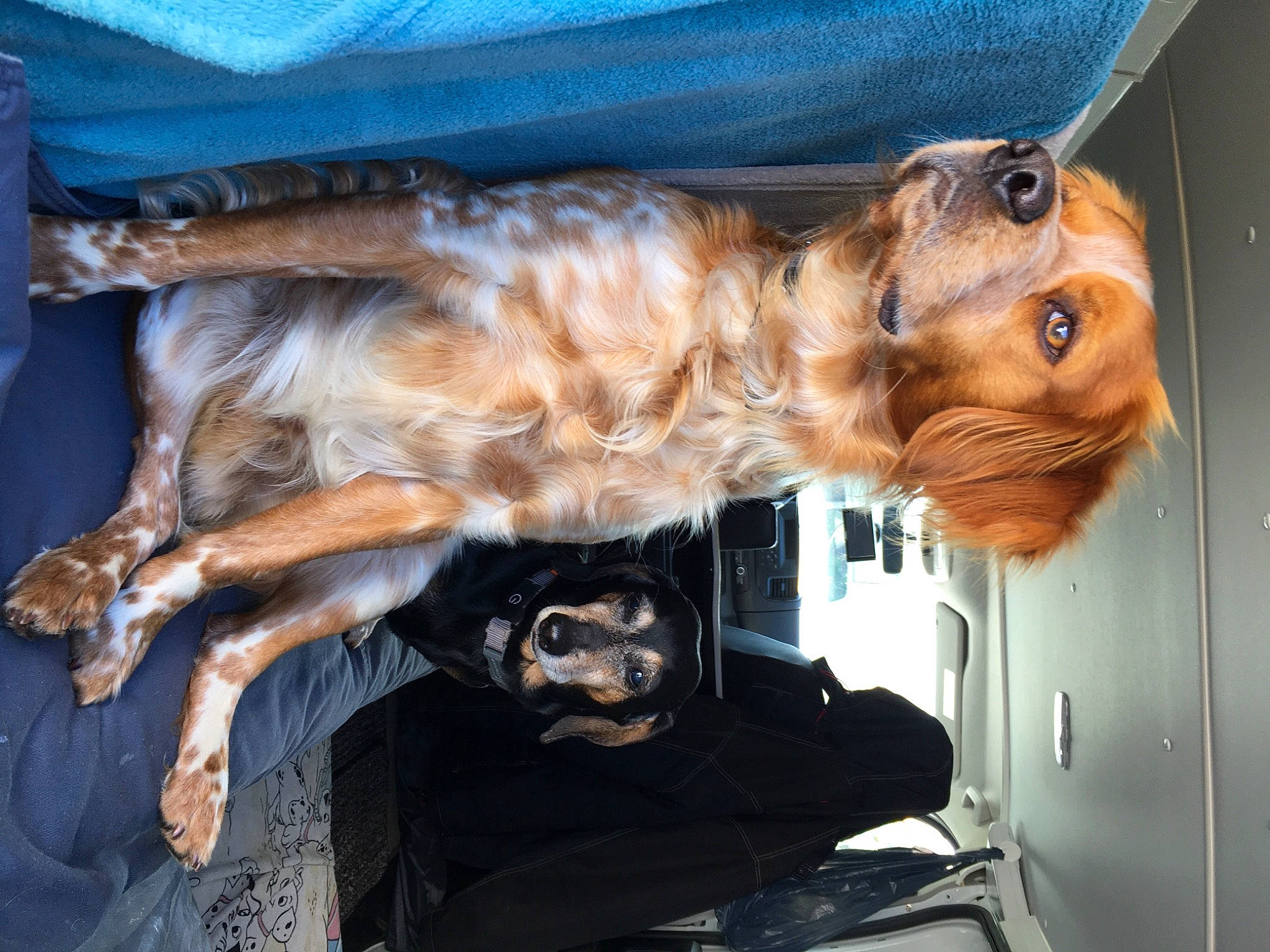 Stan a rejoint le concours — aidez-le/la à gagner de superbes lots ! auto_part, canidae, carnivore, chair, chewbacca, companion_dog, dog, dog_breed, fawn, felidae, fur, liver, snout, sporting_group, tail, vehicle, wood