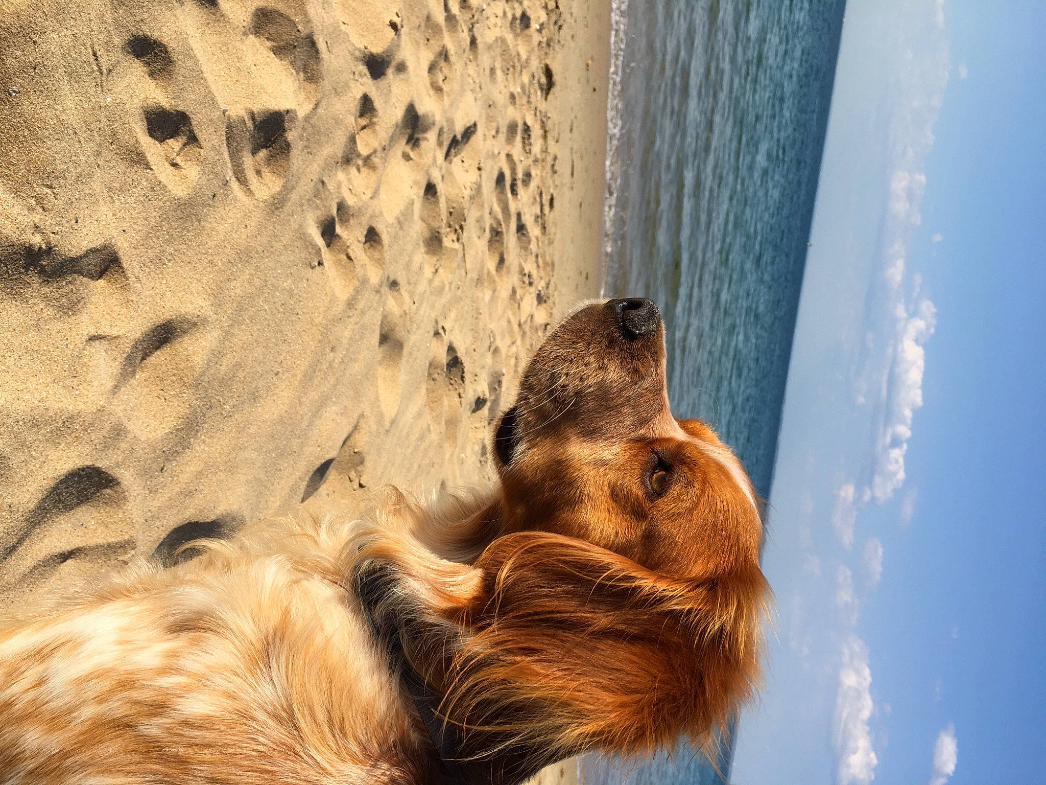 Stan a rejoint le concours — aidez-le/la à gagner de superbes lots ! beach, carnivore, cloud, companion_dog, dog, dog_breed, fawn, fur, landscape, mammal, sky, snout, sporting_group, sunlight, terrestrial_animal, water, whiskers, wind_wave, window, wood