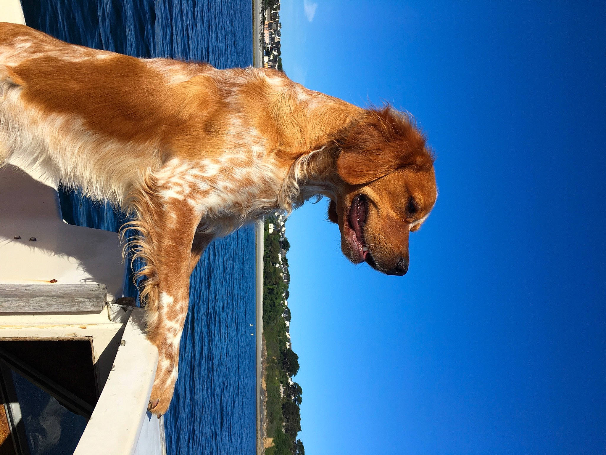 Stan a rejoint le concours — aidez-le/la à gagner de superbes lots ! blue, canidae, carnivore, collar, dog, dog_breed, fawn, felidae, liver, plant, sky, small_to_medium_sized_cats, snout, sporting_group, tail, tree, water, whiskers, window, wood