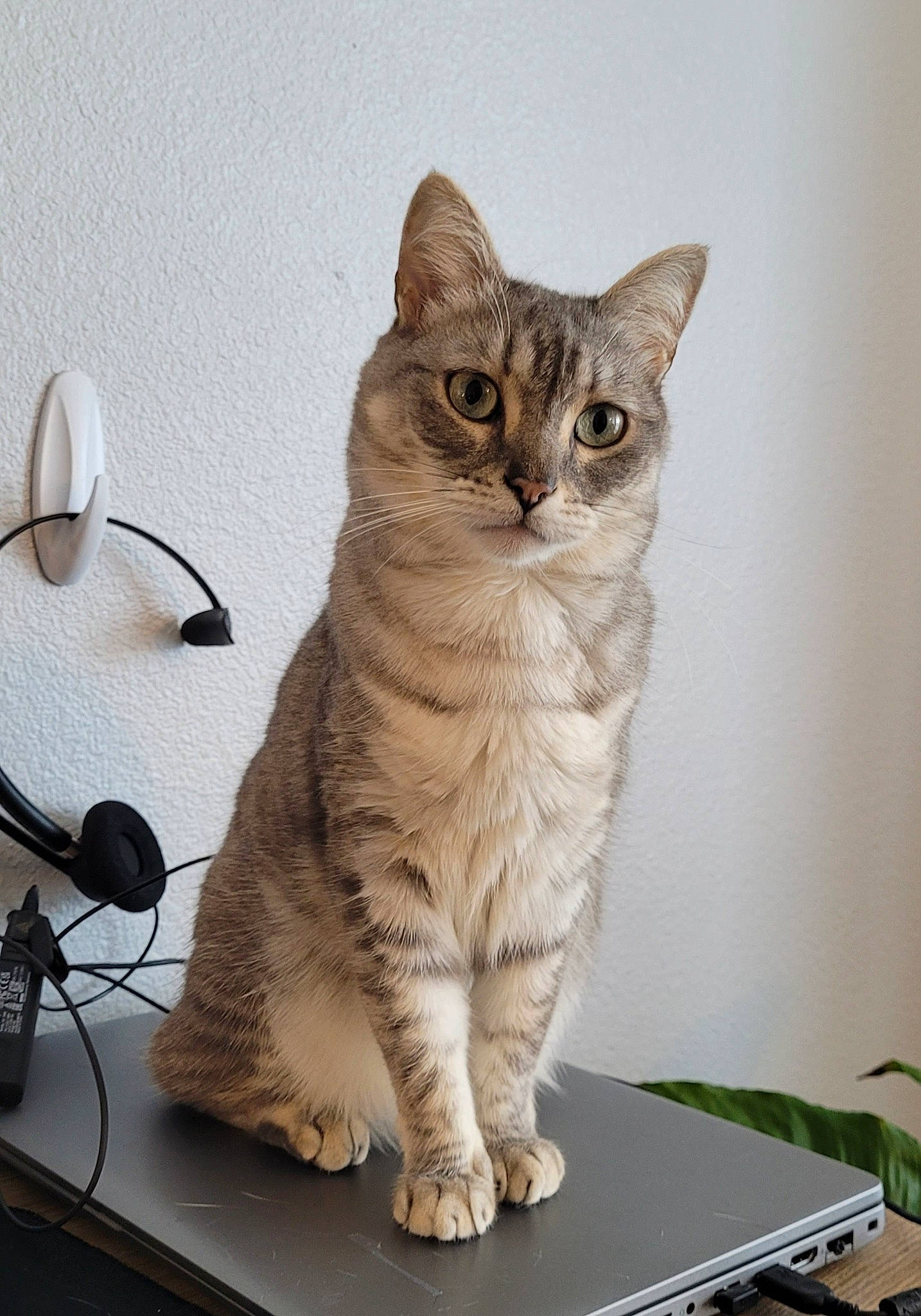 Grayce is registered to the contest to win money with this photo: carnivore, cat, computer_keyboard, domestic_short_haired_cat, felidae, fur, input_device, mechanical_fan, output_device, paw, peripheral, photo_caption, sitting, small_to_medium_sized_cats, table, tail, whiskers