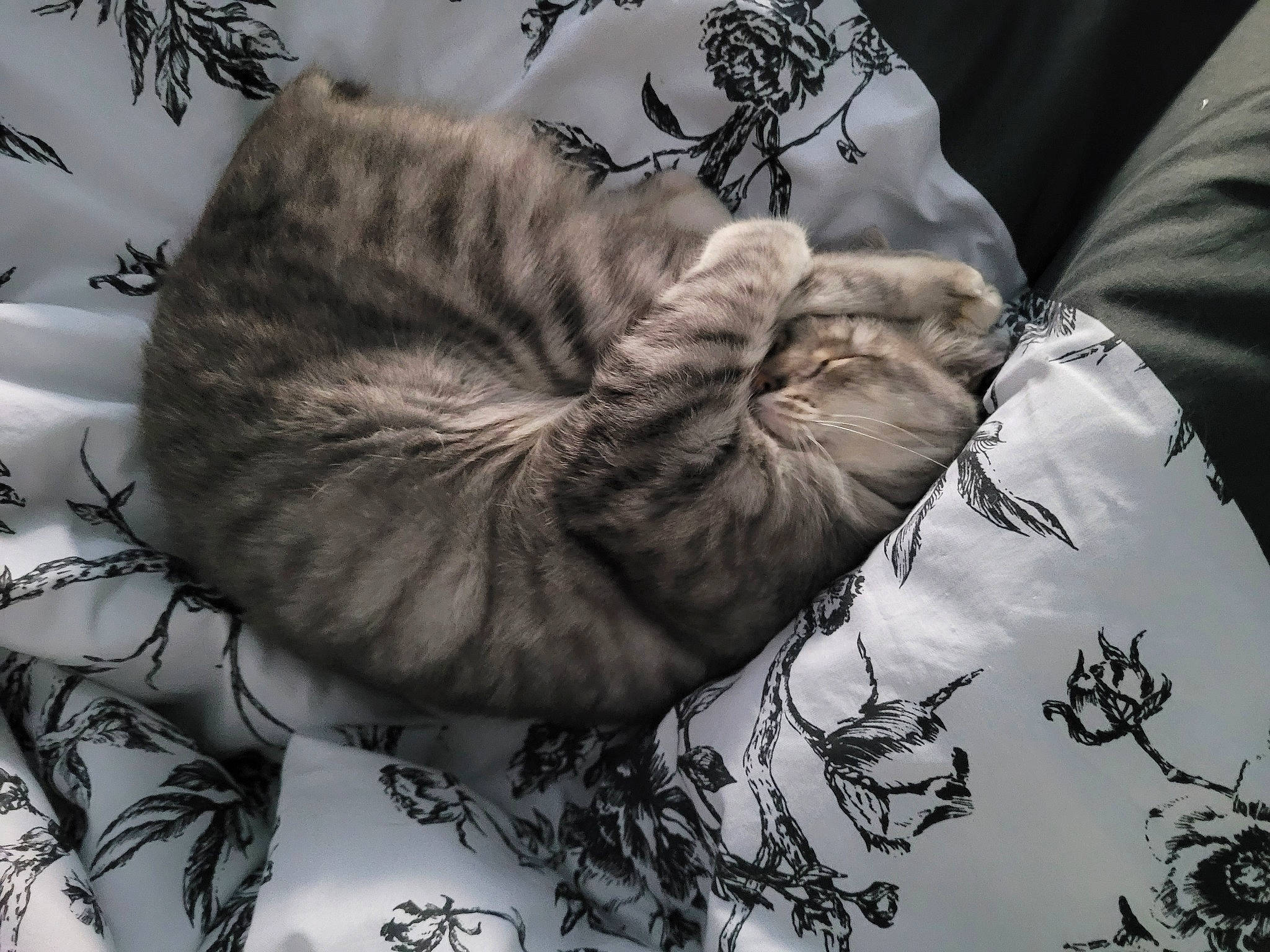 Grayce joined the competition — help win amazing prizes! black_and_white, carnivore, cat, comfort, domestic_short_haired_cat, elbow, felidae, fur, gesture, grey, linens, monochrome, monochrome_photography, pattern, sleeve, small_to_medium_sized_cats, tail, textile, tree, whiskers