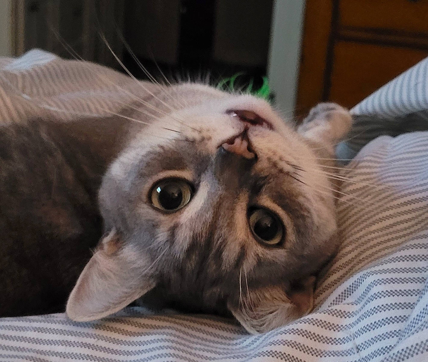 Grayce joined the competition — help win amazing prizes! carnivore, cat, cat_supply, comfort, domestic_short_haired_cat, ear, fawn, felidae, fur, paw, pet_supply, small_to_medium_sized_cats, snout, terrestrial_animal, whiskers