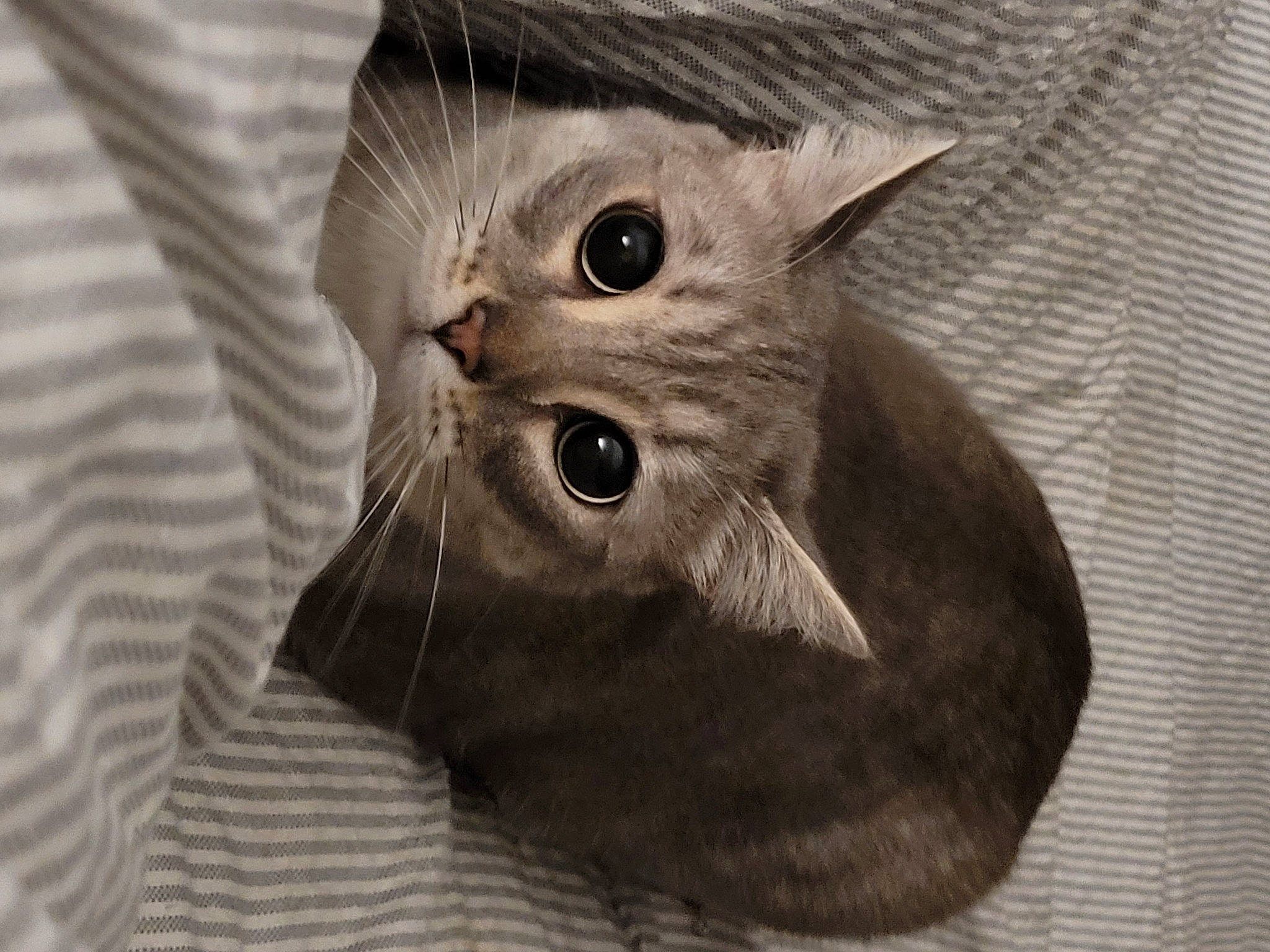 Grayce joined the competition — help win amazing prizes! carnivore, cat, claw, domestic_short_haired_cat, ear, felidae, fur, grey, iris, monochrome_photography, moustache, paw, small_to_medium_sized_cats, snout, tail, whiskers, wrinkle