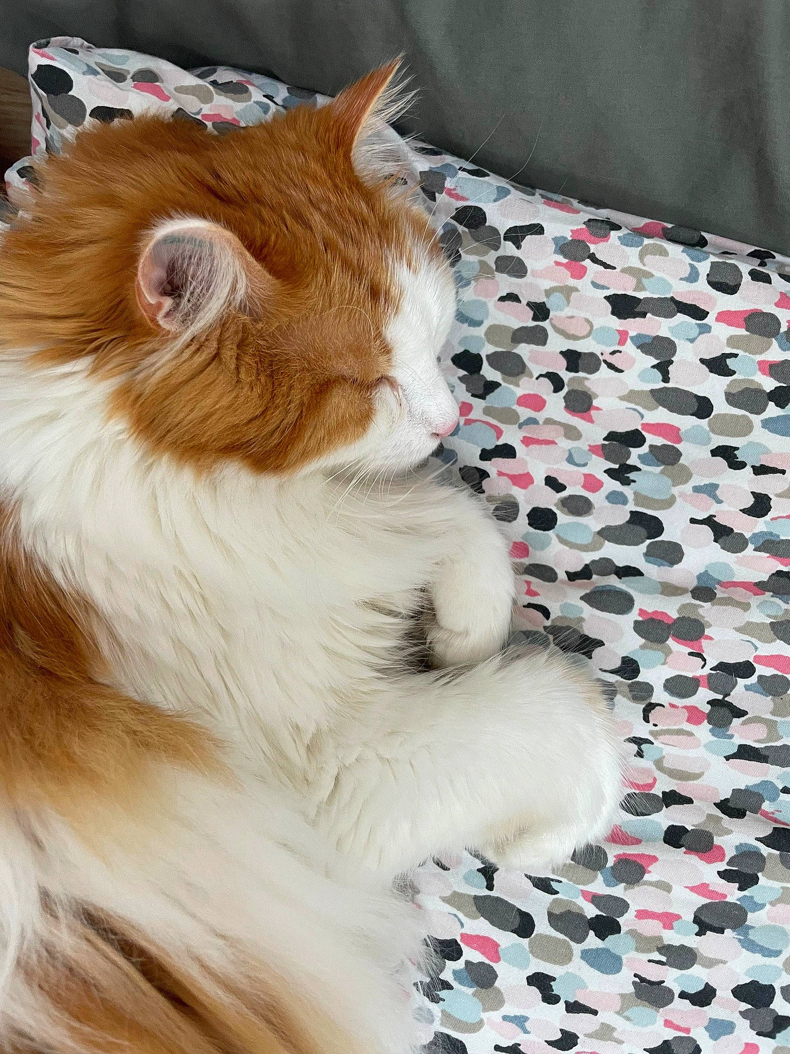 Plumeau a rejoint le concours — aidez-le/la à gagner de superbes lots ! carnivore, cat, claw, comfort, companion_dog, domestic_short_haired_cat, fawn, felidae, fur, linens, pattern, paw, room, small_to_medium_sized_cats, snout, tail, textile, whiskers, window, wood