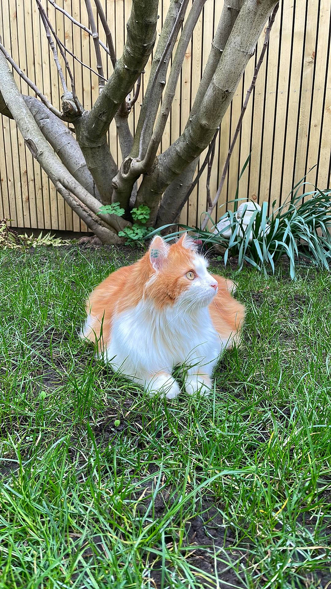 Plumeau participe au concours pour gagner de l'argent avec cette photo : backyard, cat, companion_dog, fawn, felidae, fence, fur, garden, grass, groundcover, home_fencing, plant, rough_collie, small_to_medium_sized_cats, tail, terrestrial_animal, whiskers, wood, yard