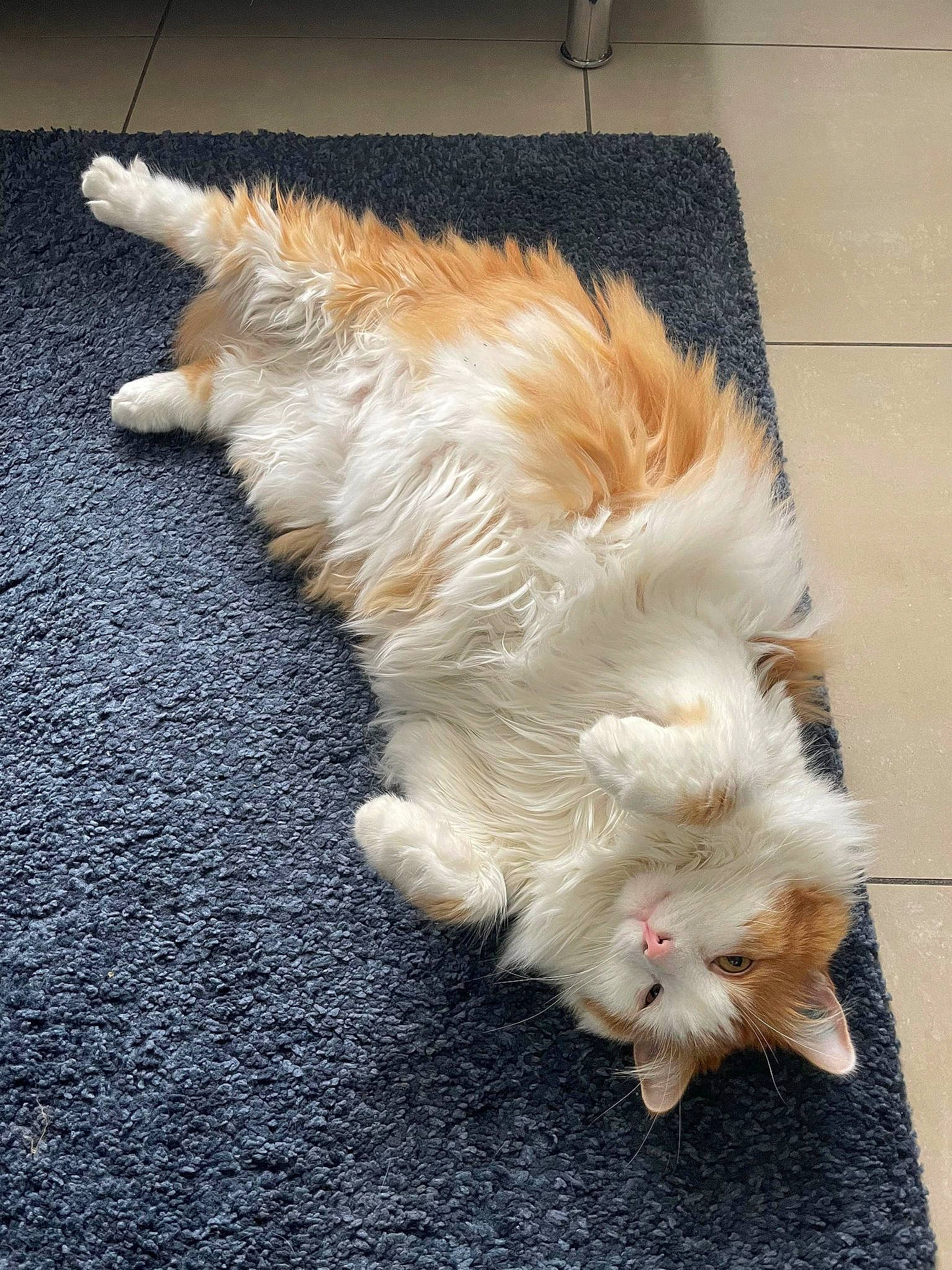 Plumeau a rejoint le concours — aidez-le/la à gagner de superbes lots ! canidae, carnivore, cat, claw, companion_dog, dog_breed, feather, felidae, flooring, foot, fur, paw, small_to_medium_sized_cats, sporting_group, tail, toy_dog, whiskers