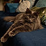 Peanut joined the competition — help win amazing prizes! blur, bokeh, cat, closeup, couch, cozy, cushion, fur, grey_cat, indoor, living_room, longhair, lounging, paws, pet, pillow, portrait, relaxed, sofa, whiskers