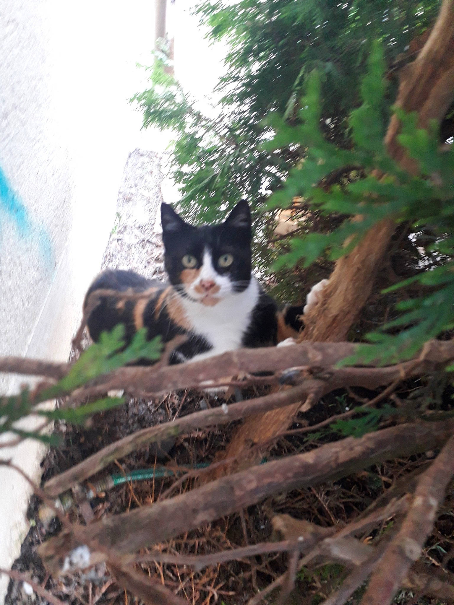 Nemoe a rejoint le concours — aidez-le/la à gagner de superbes lots ! aegean_cat, american_wirehair, asian, branch, carnivore, cat, domestic_short_haired_cat, european_shorthair, felidae, fur, grass, plant, small_to_medium_sized_cats, tree, whiskers, wild_cat, wood, woody_plant