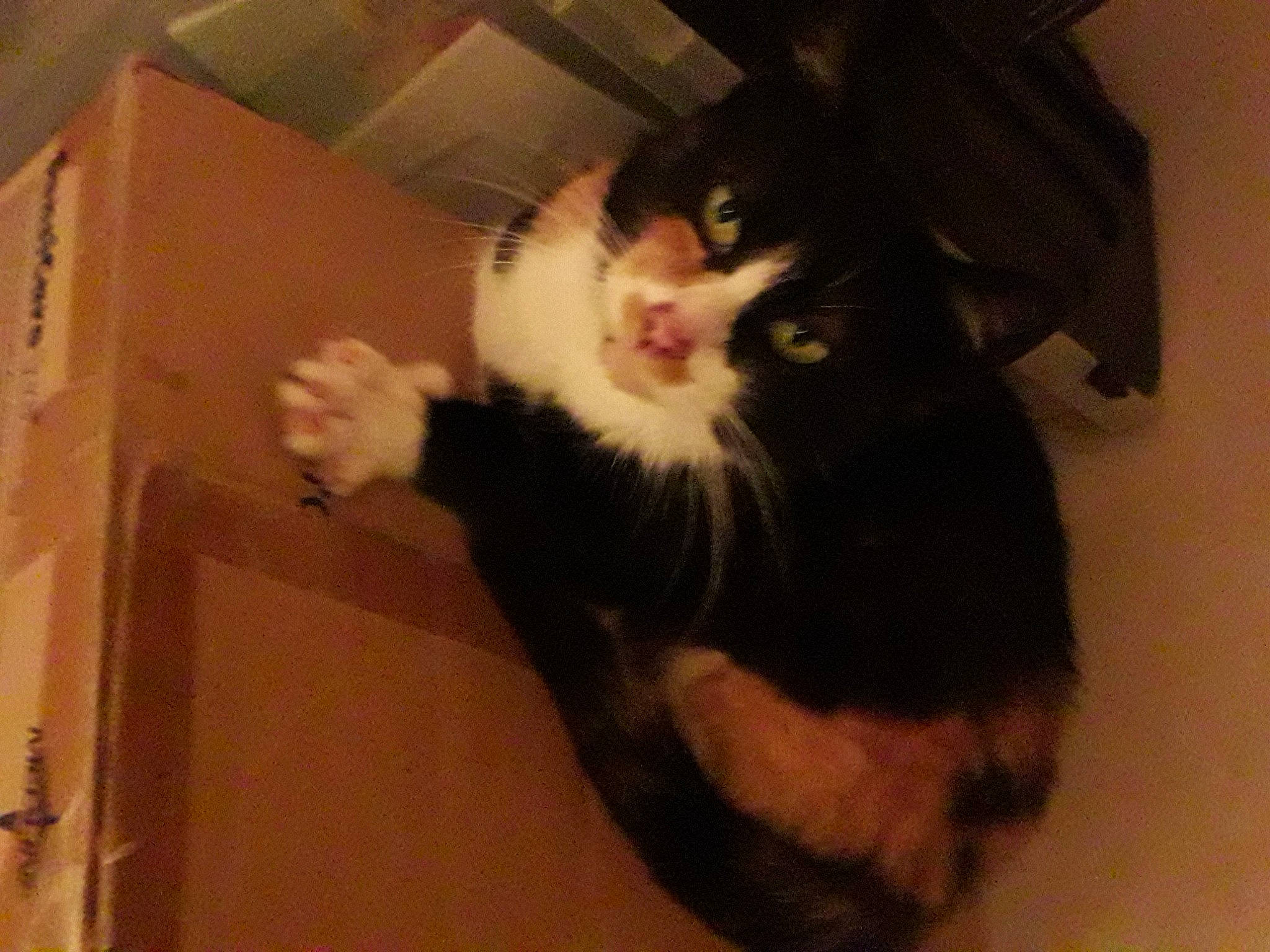 Nemoe a rejoint le concours — aidez-le/la à gagner de superbes lots ! carnivore, cat, eye, felidae, fur, small_to_medium_sized_cats, tail, whiskers