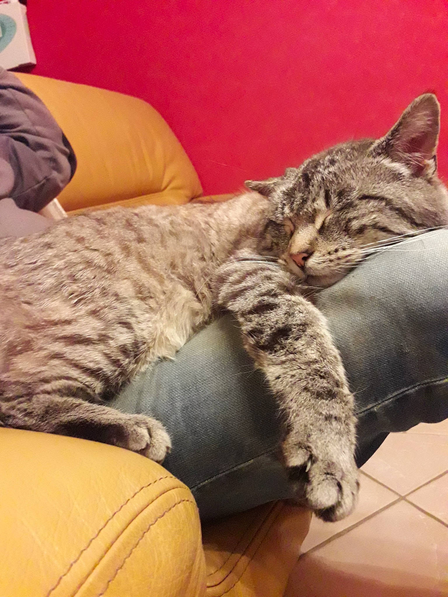 Mickey a rejoint le concours — aidez-le/la à gagner de superbes lots ! american_shorthair, asian, california_spangled, carnivore, cat, comfort, domestic_short_haired_cat, dragon_li, egyptian_mau, european_shorthair, felidae, fur, leg, mammal, nap, pixie_bob, small_to_medium_sized_cats, snout, tabby_cat, whiskers