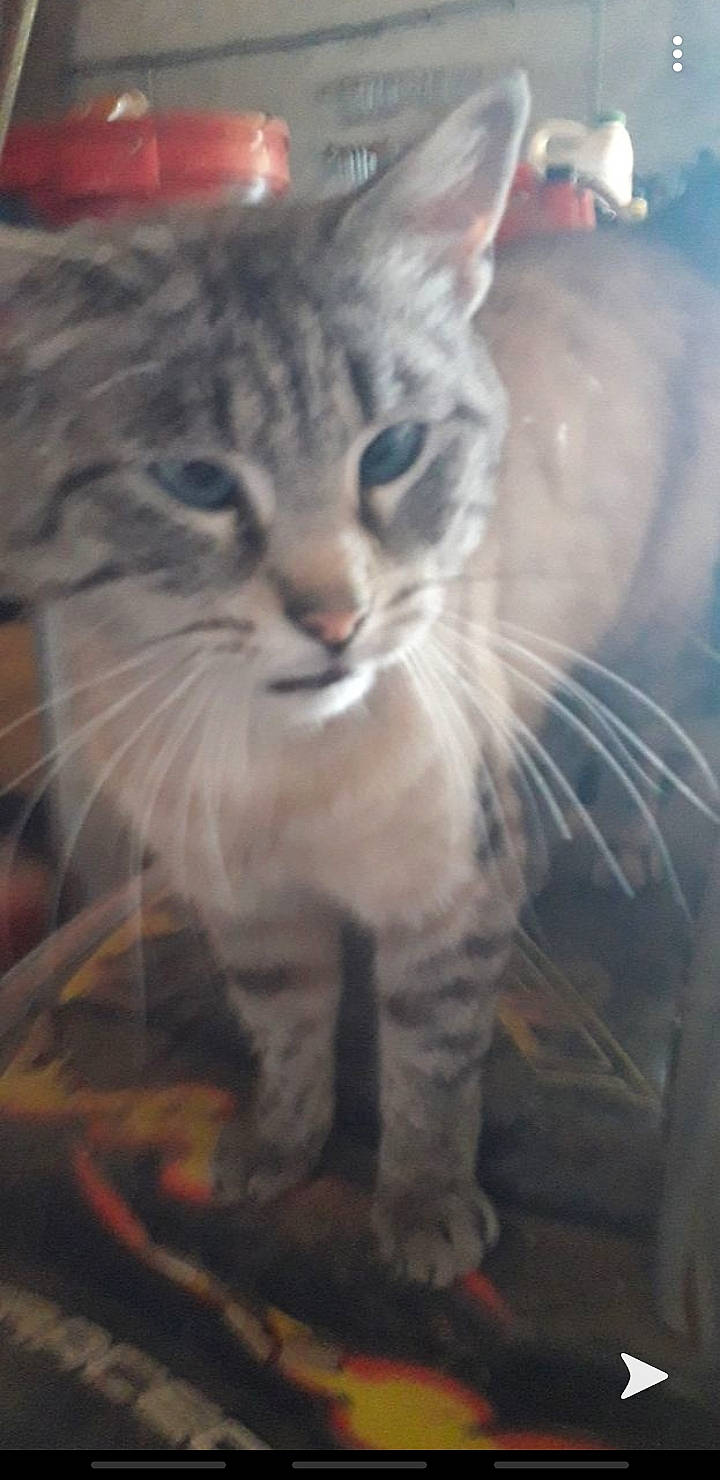 Mickey participe au concours pour gagner de l'argent avec cette photo : aegean_cat, american_curl, asian, california_spangled, carnivore, cat, domestic_short_haired_cat, dragon_li, egyptian_mau, european_shorthair, felidae, mammal, pixie_bob, siberian, small_to_medium_sized_cats, snout, tabby_cat, vertebrate, whiskers, wild_cat