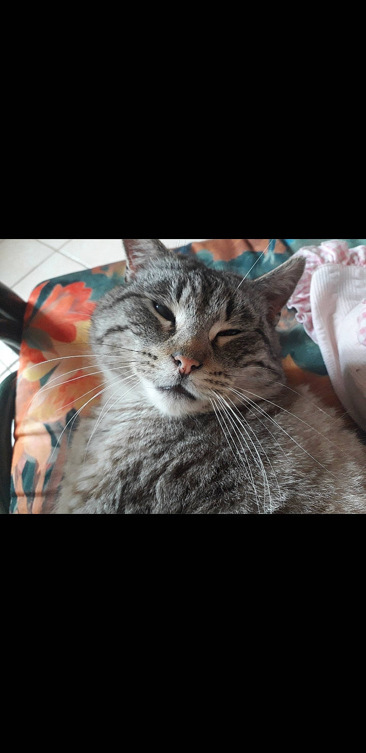 Mickey participe au concours pour gagner de l'argent avec cette photo : aegean_cat, american_shorthair, asian, california_spangled, carnivore, cat, domestic_short_haired_cat, dragon_li, european_shorthair, eye, felidae, kitten, mammal, photo_caption, photography, pixie_bob, small_to_medium_sized_cats, snout, tabby_cat, whiskers