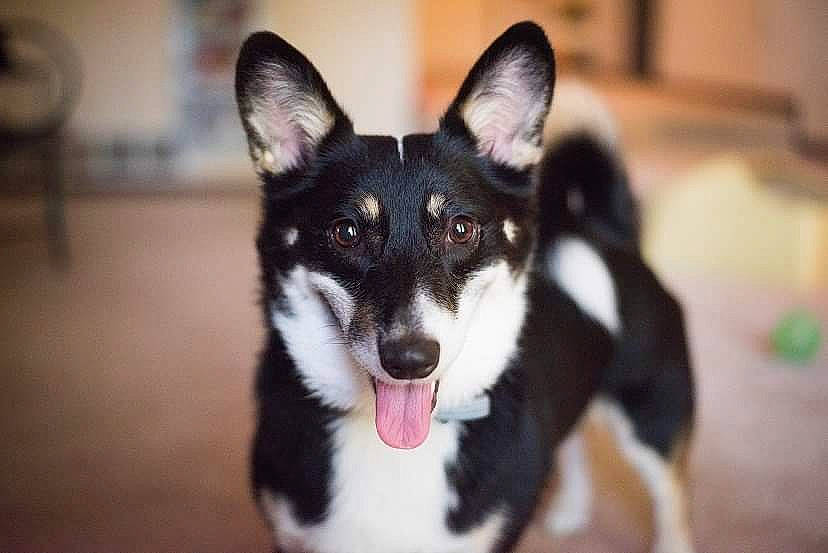 Coco Puff joined the competition — help win amazing prizes! australian_kelpie, canidae, carnivore, dog, dog_breed, east_siberian_laika, karelian_bear_dog, lapponian_herder, mammal, rare_breed_dog, seppala_siberian_sleddog, shiba_inu, siberian_husky, tamaskan_dog, vertebrate, whiskers