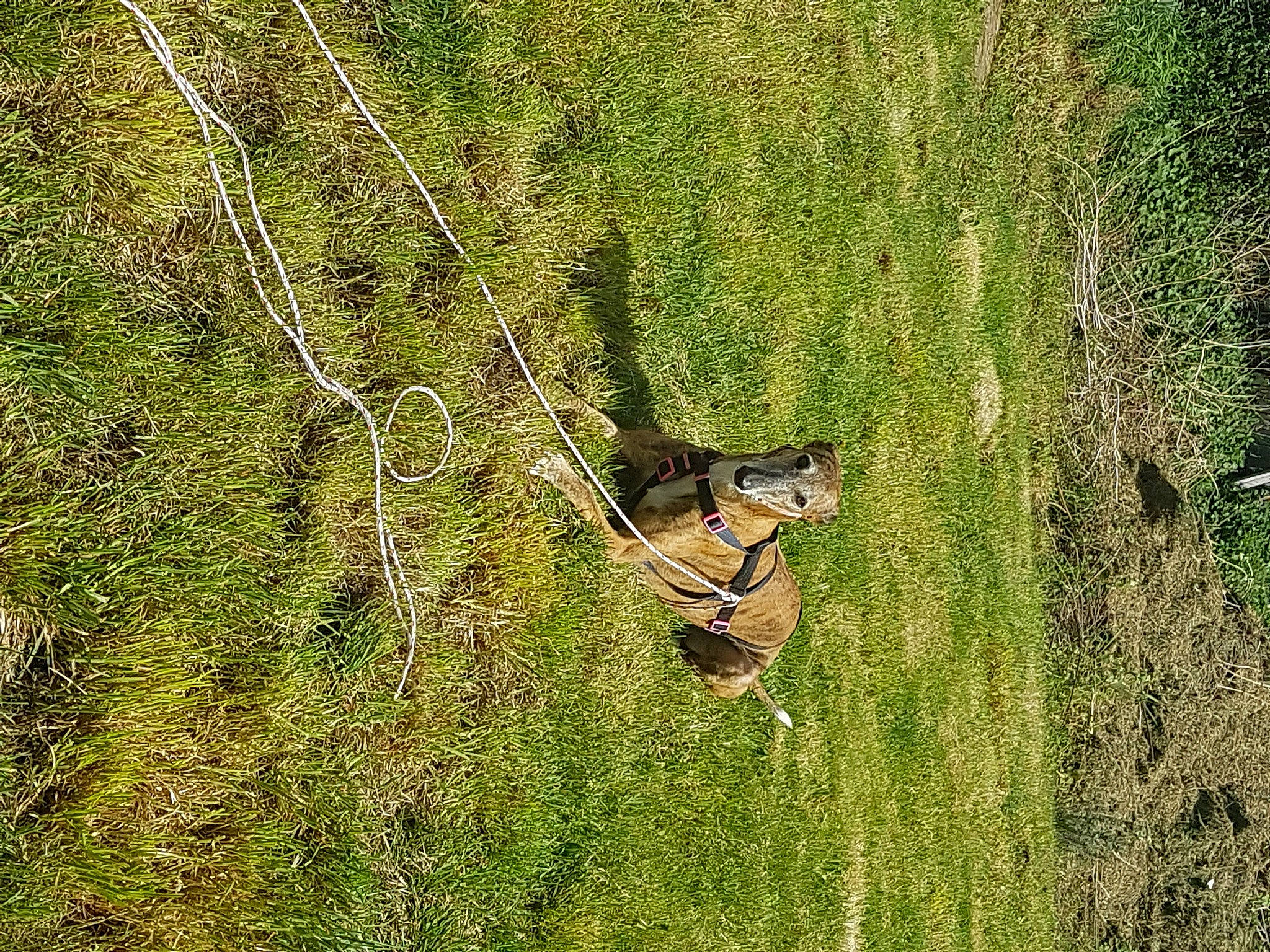 Aprilou participe au concours pour gagner de l'argent avec cette photo : forest, grass, grass_family, green, photography, plant, tree