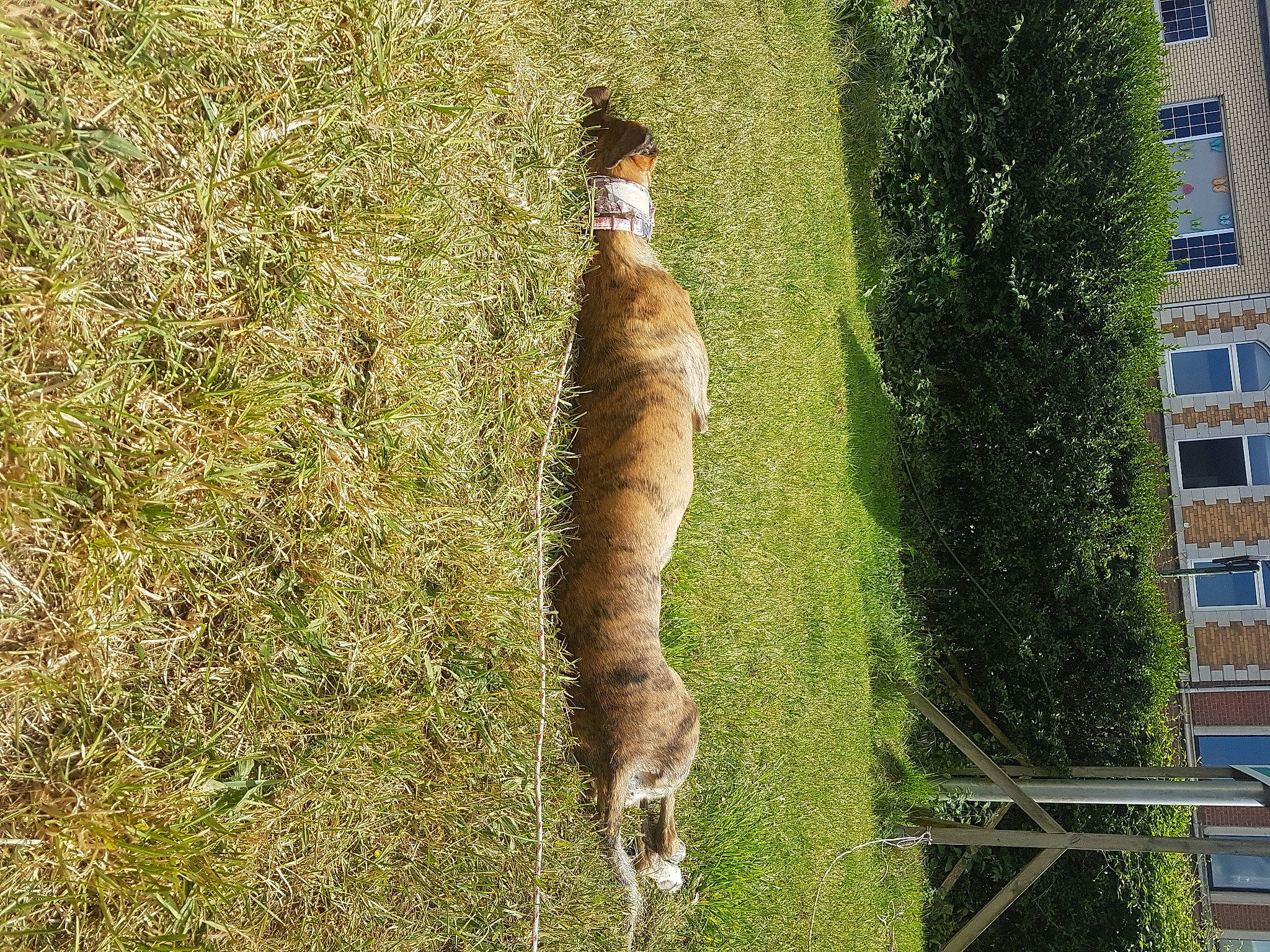 Aprilou participe au concours pour gagner de l'argent avec cette photo : cat, fawn, felidae, grass, plant, tail, tree