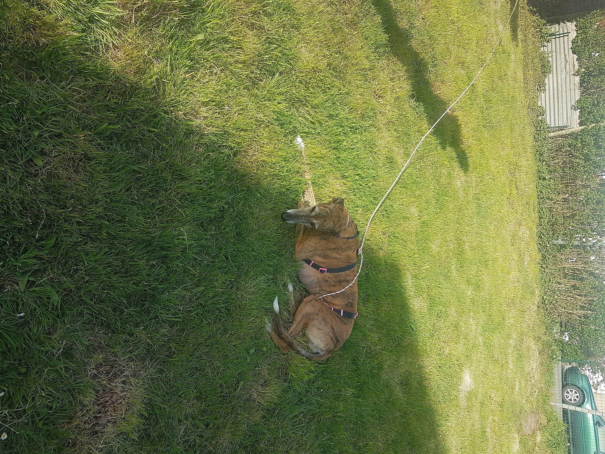 Aprilou a rejoint le concours — aidez-le/la à gagner de superbes lots ! grass, green, leaf, organism, plant