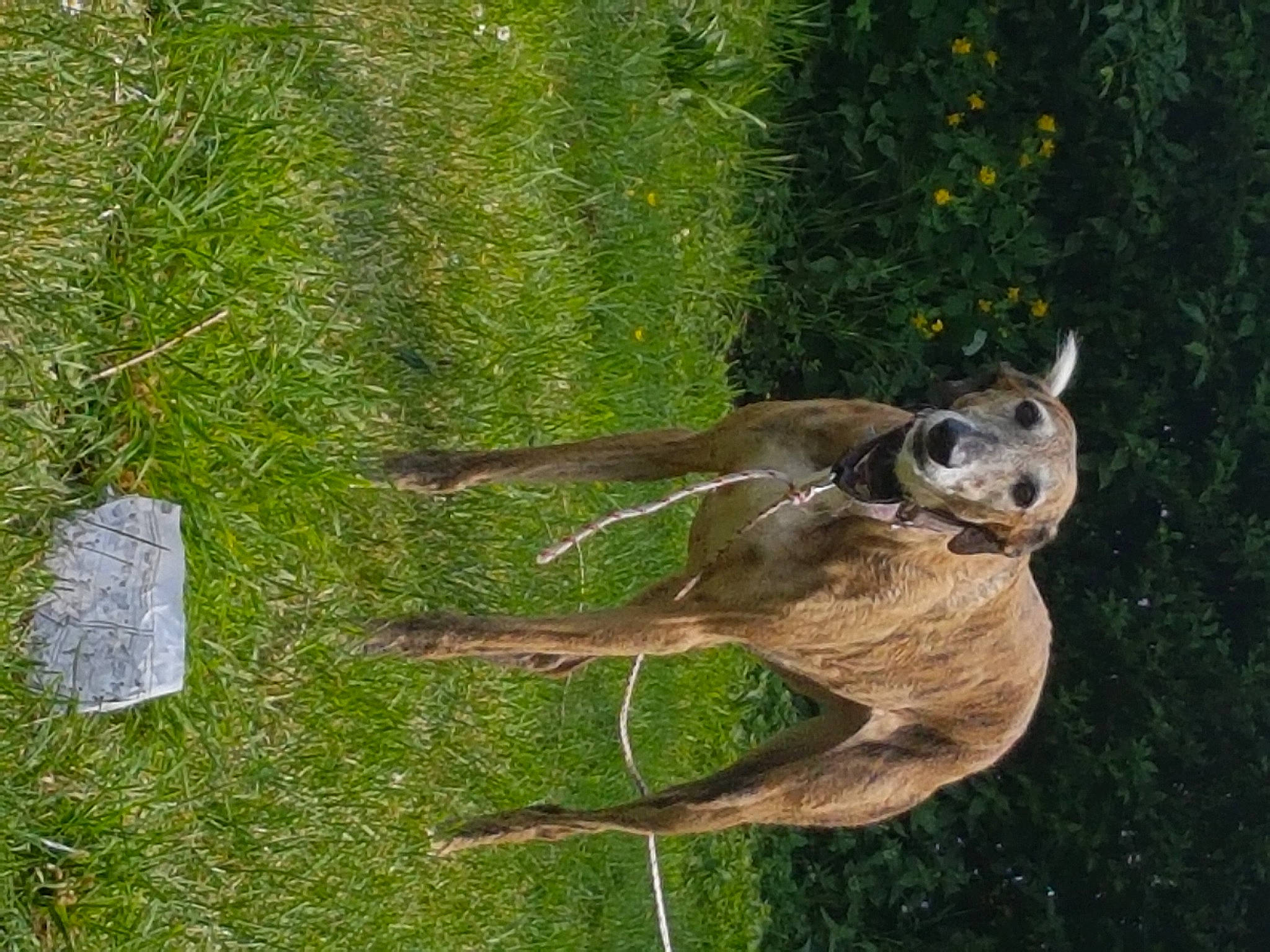 Aprilou a rejoint le concours — aidez-le/la à gagner de superbes lots ! fawn, grass, plant, sporting_group, tail, wildlife