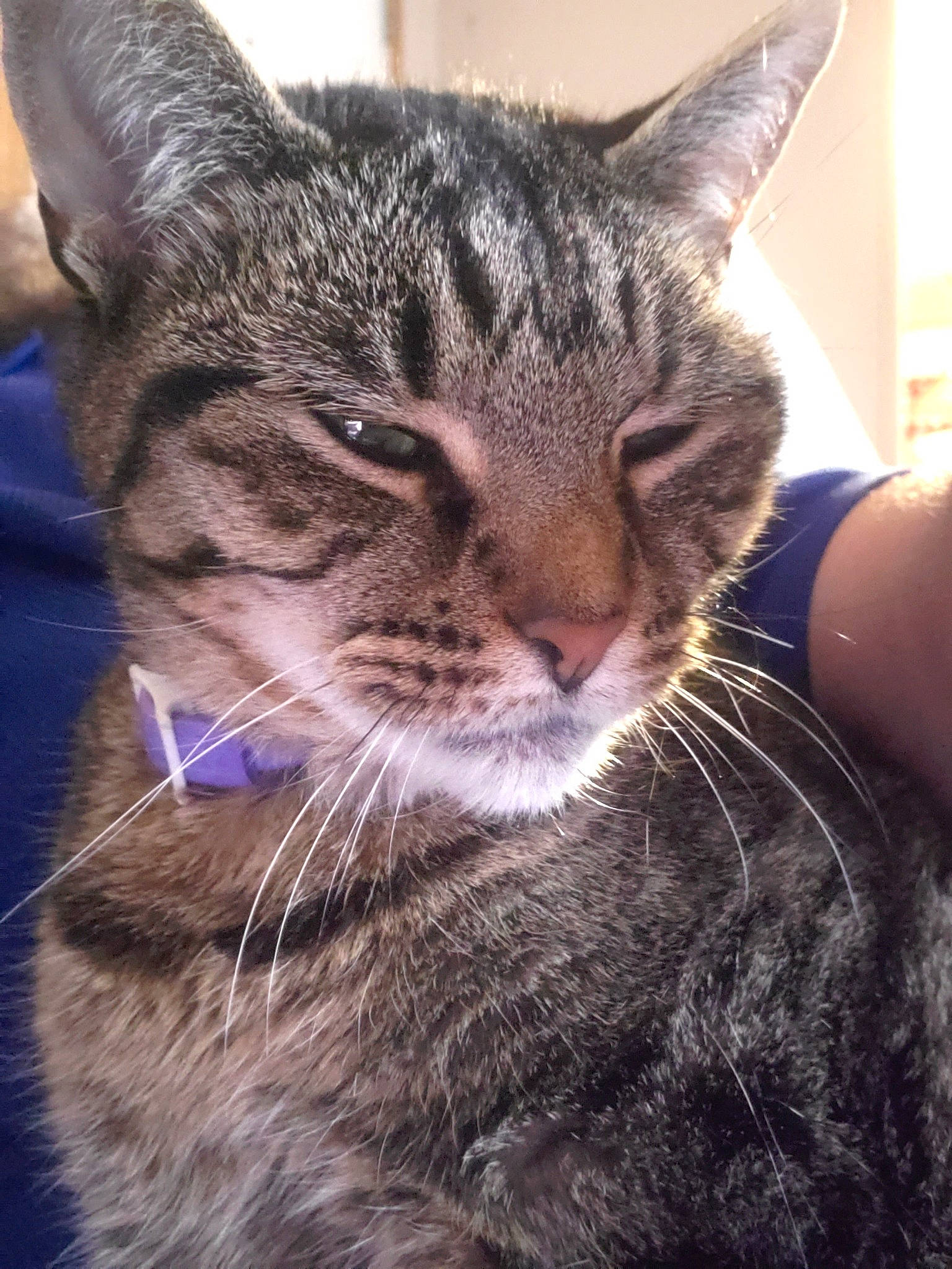 Love joined the competition — help win amazing prizes! aegean_cat, american_shorthair, american_wirehair, asian, california_spangled, carnivore, cat, close_up, domestic_short_haired_cat, dragon_li, egyptian_mau, european_shorthair, felidae, kitten, mammal, pixie_bob, small_to_medium_sized_cats, snout, tabby_cat, whiskers