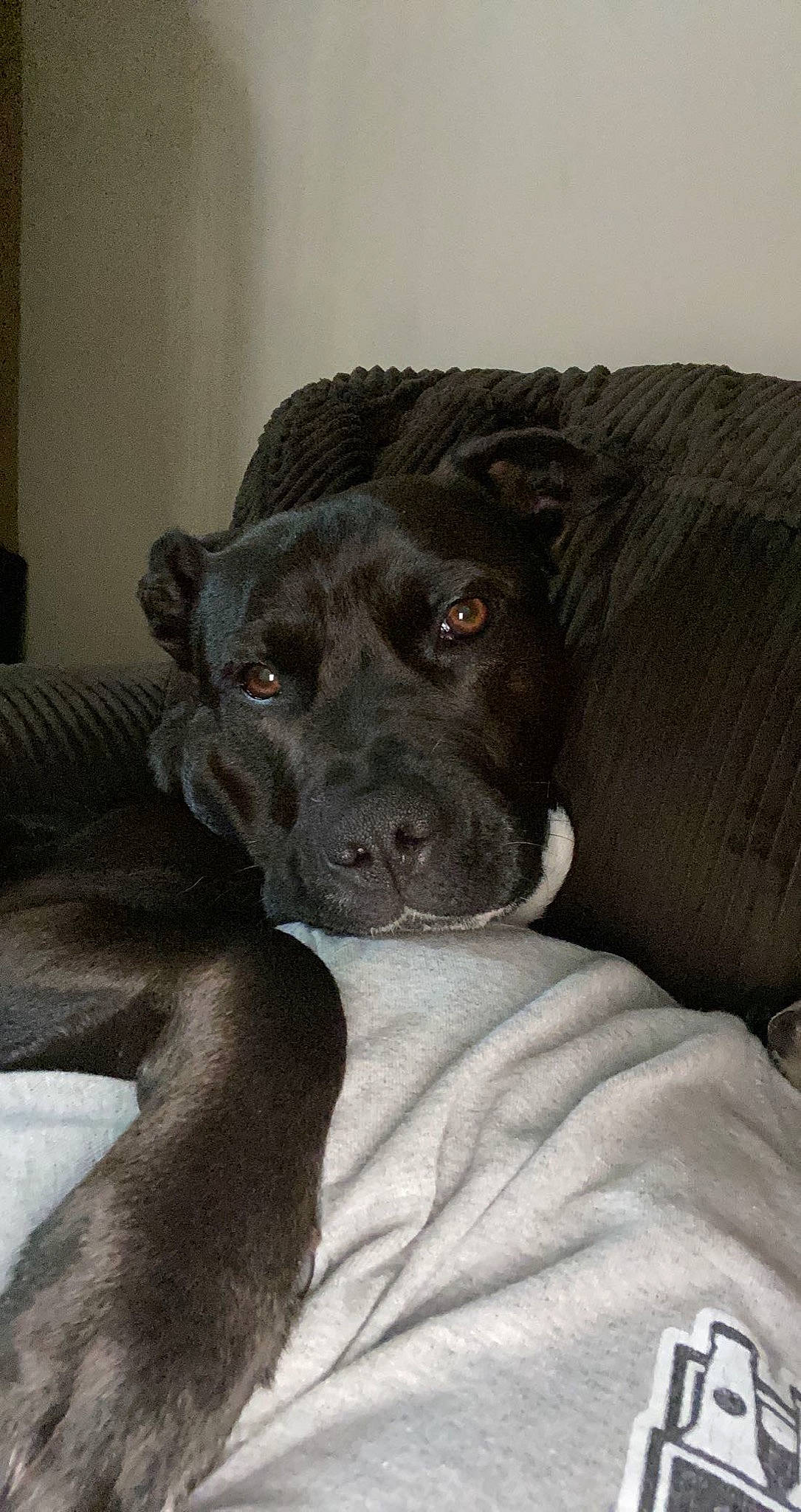 Onyx is registered to the contest to win money with this photo: borador, canidae, carnivore, comfort, companion_dog, dog, dog_breed, fawn, fur, guard_dog, liver, non_sporting_group, puppy, snout, sporting_group, terrestrial_animal, whiskers, working_animal